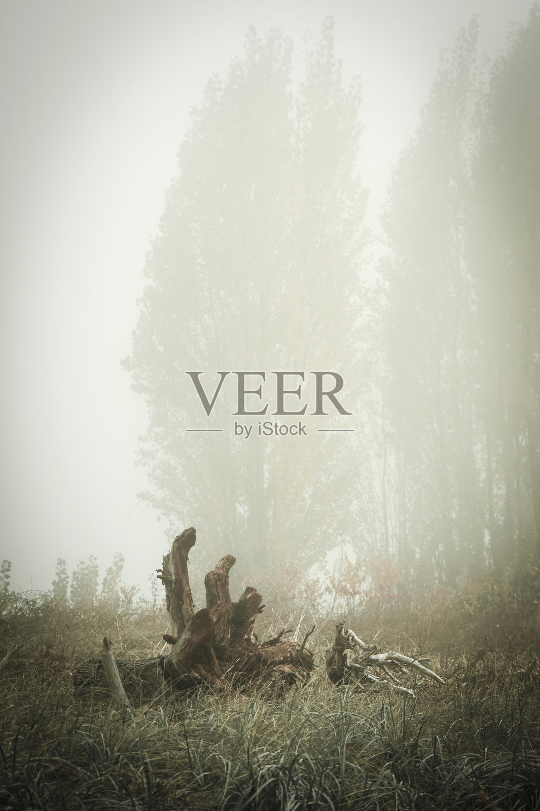 草里的老疙瘩照片摄影图片