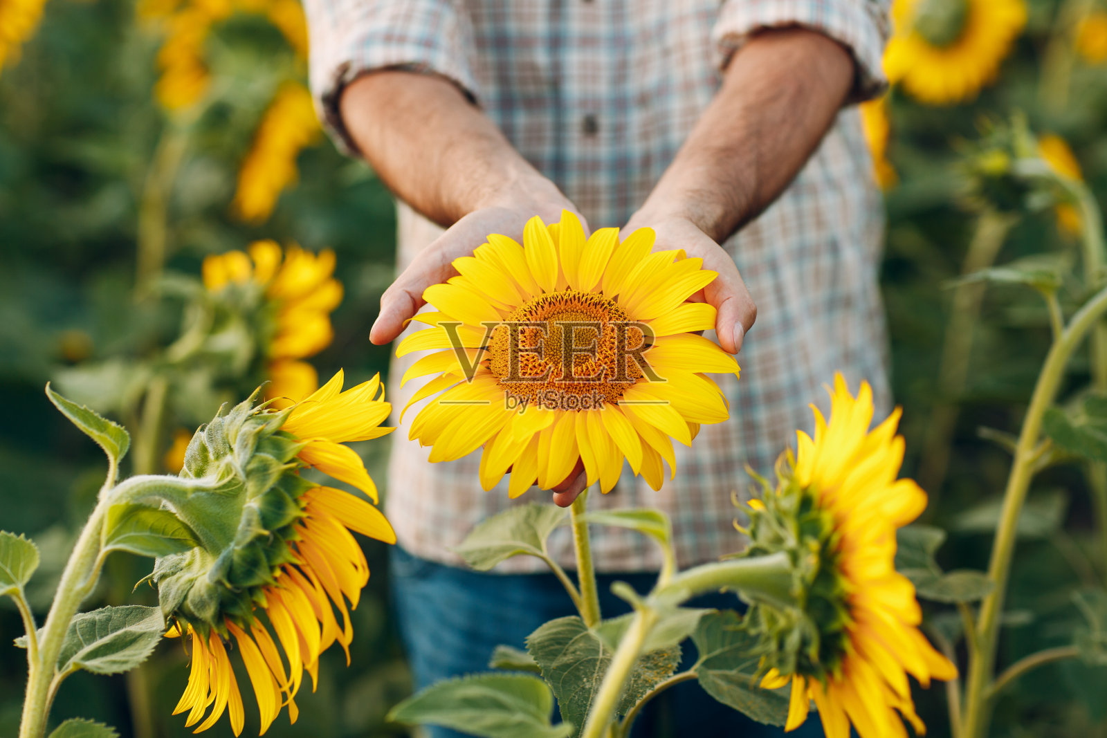 一名在向日葵地里检查收成的农民。照片摄影图片