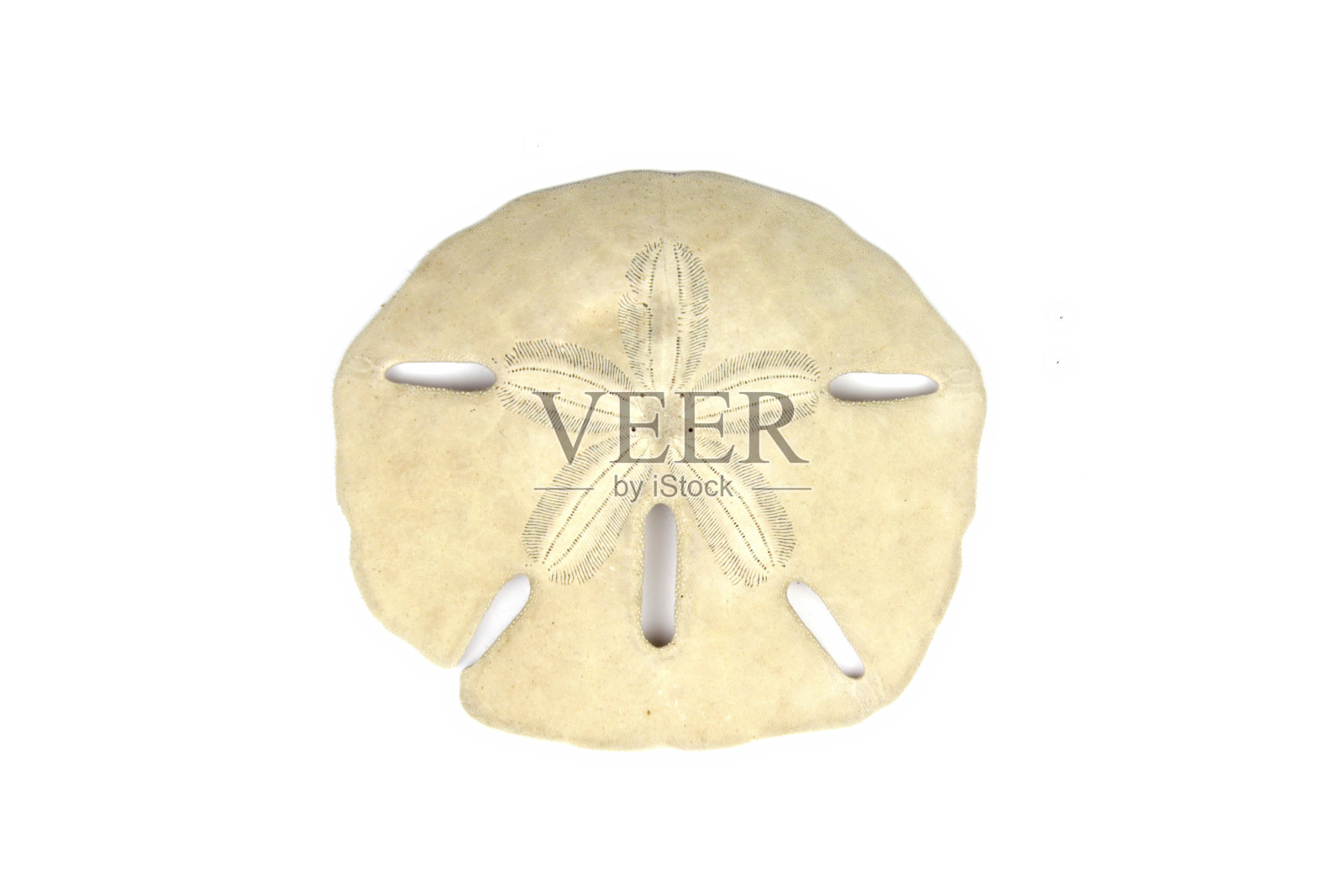 海贝壳孤立在白色的背景上照片摄影图片