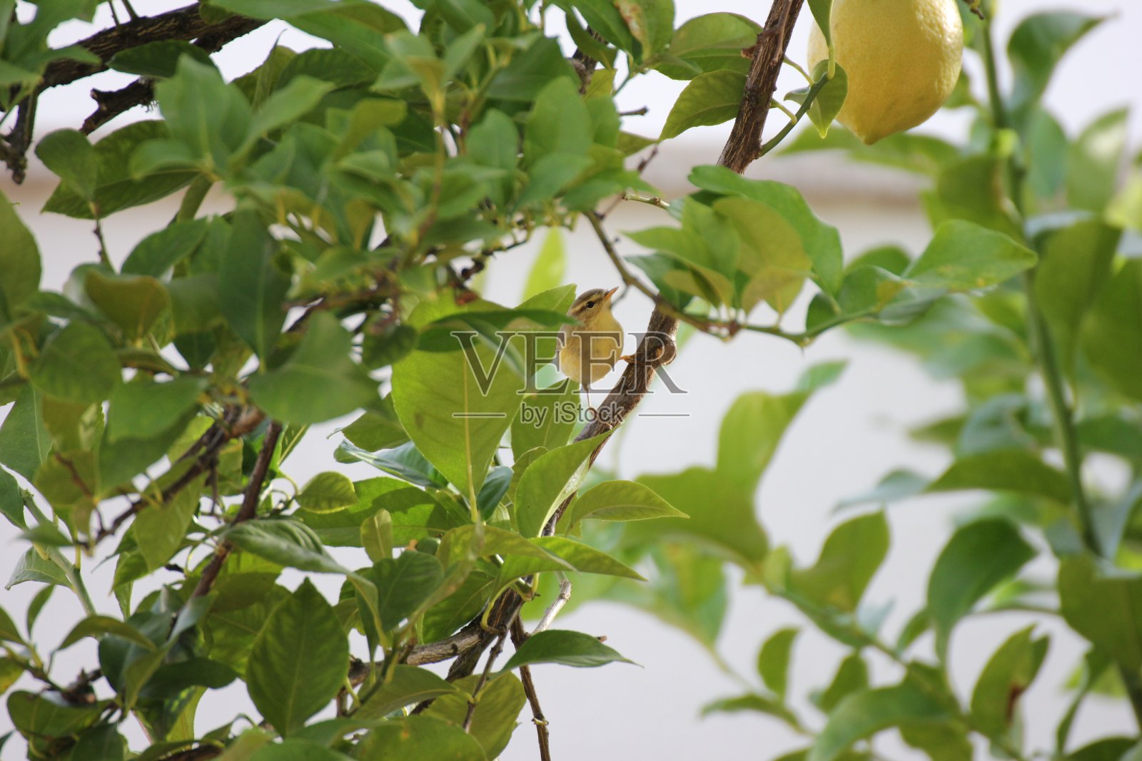 柳树莺鸟照片摄影图片