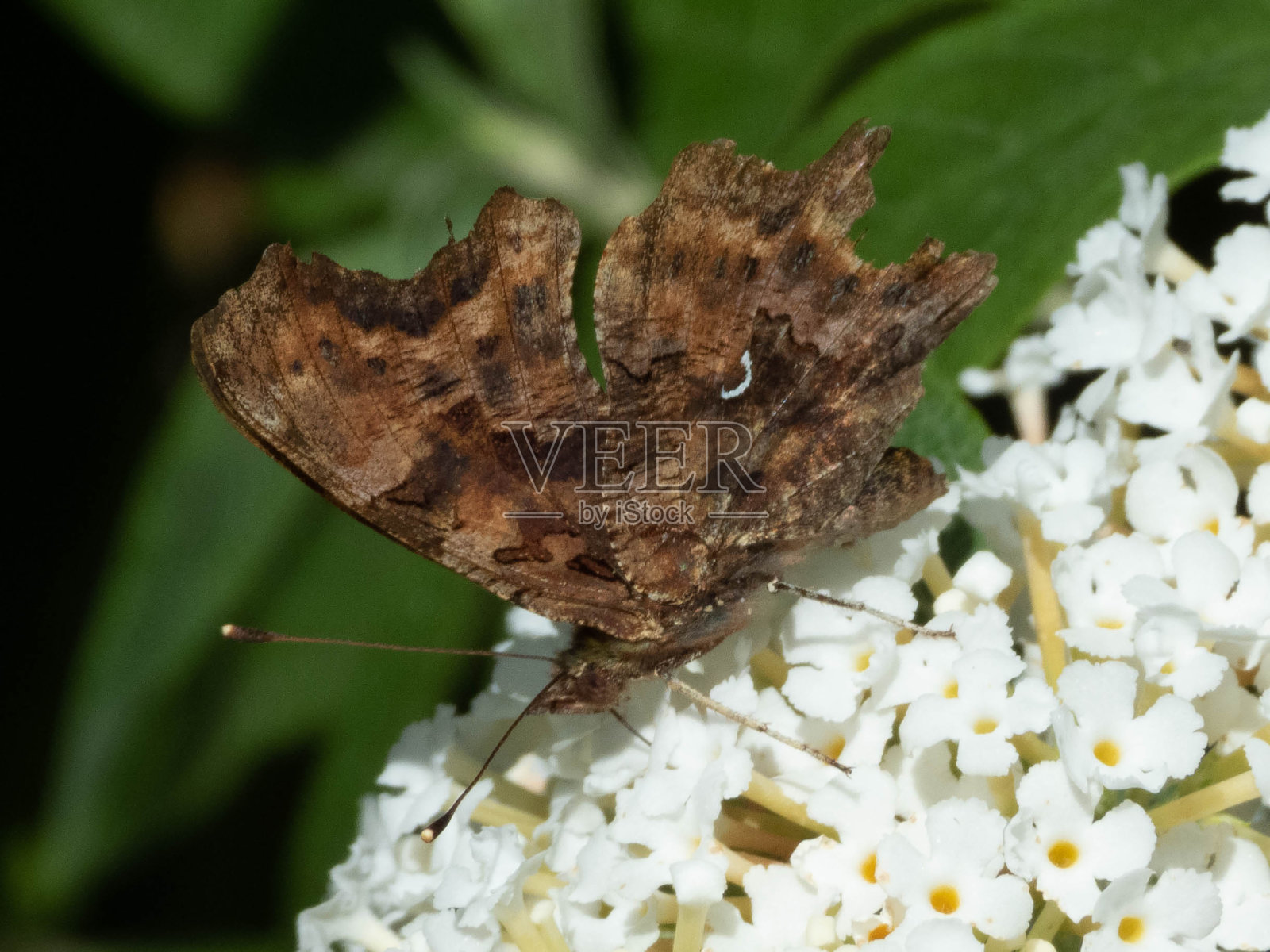 魔鬼罗伯特(Polygonia c-album)照片摄影图片