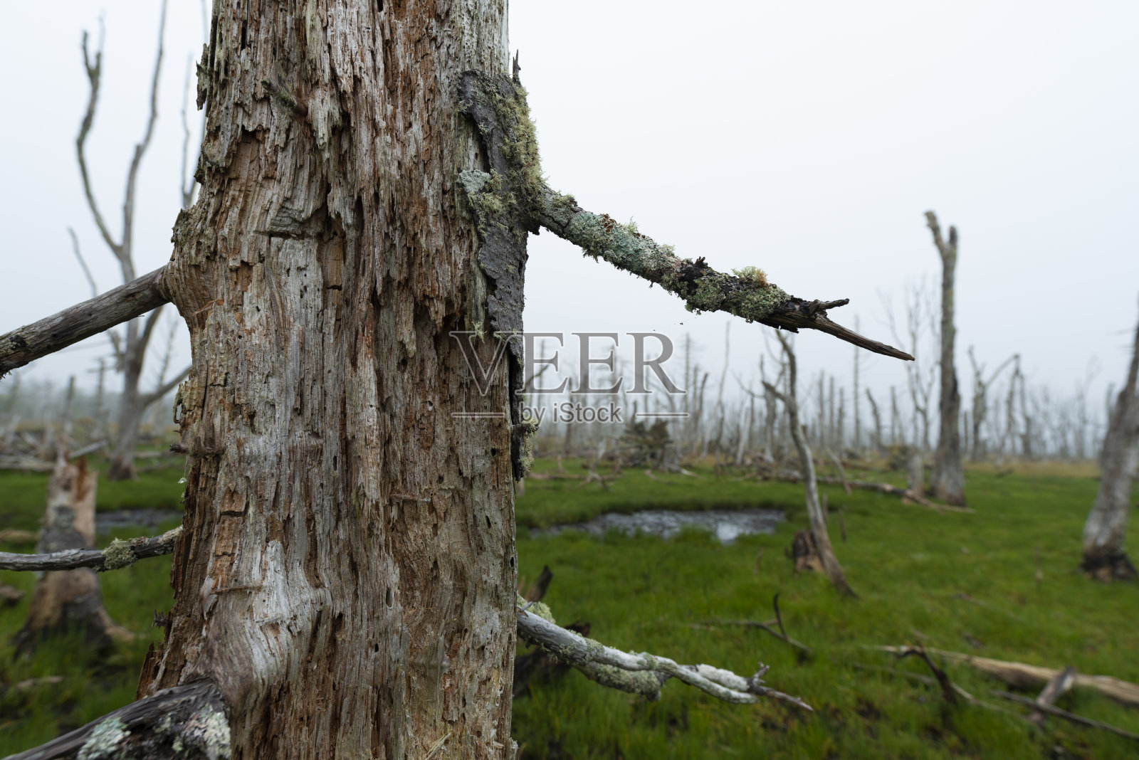 枯萎的树。照片摄影图片