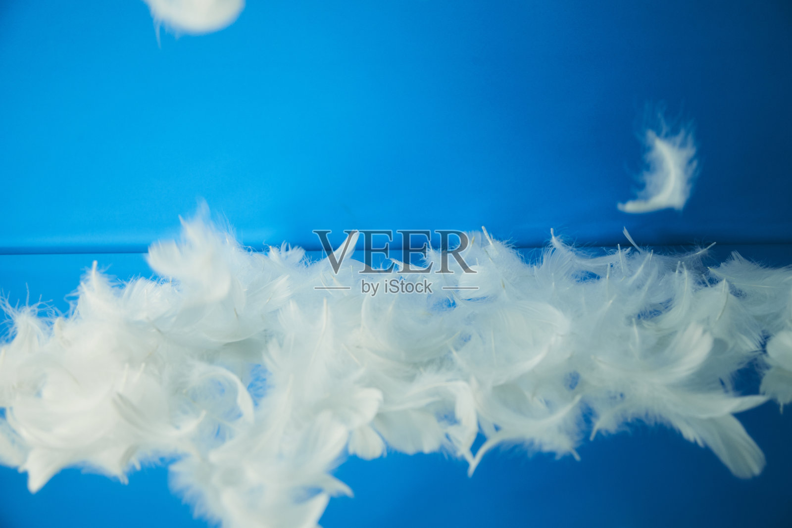 白色的羽毛照片摄影图片