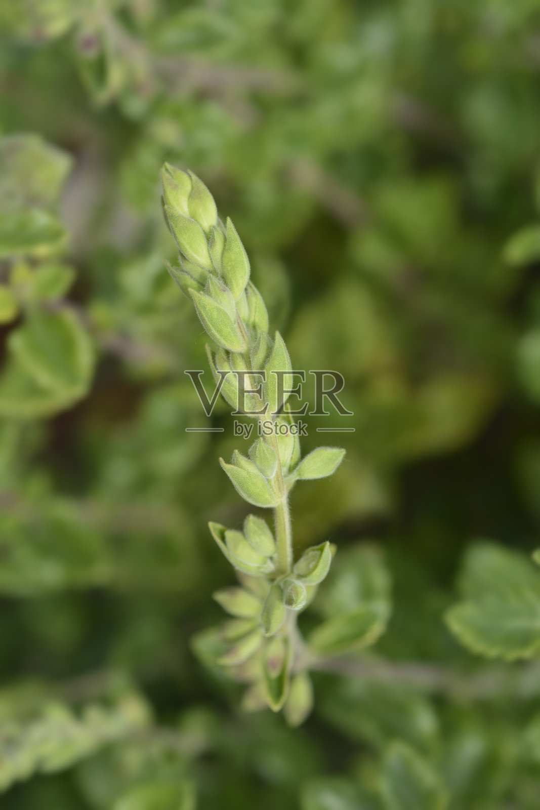 黄色的石蚕属植物照片摄影图片