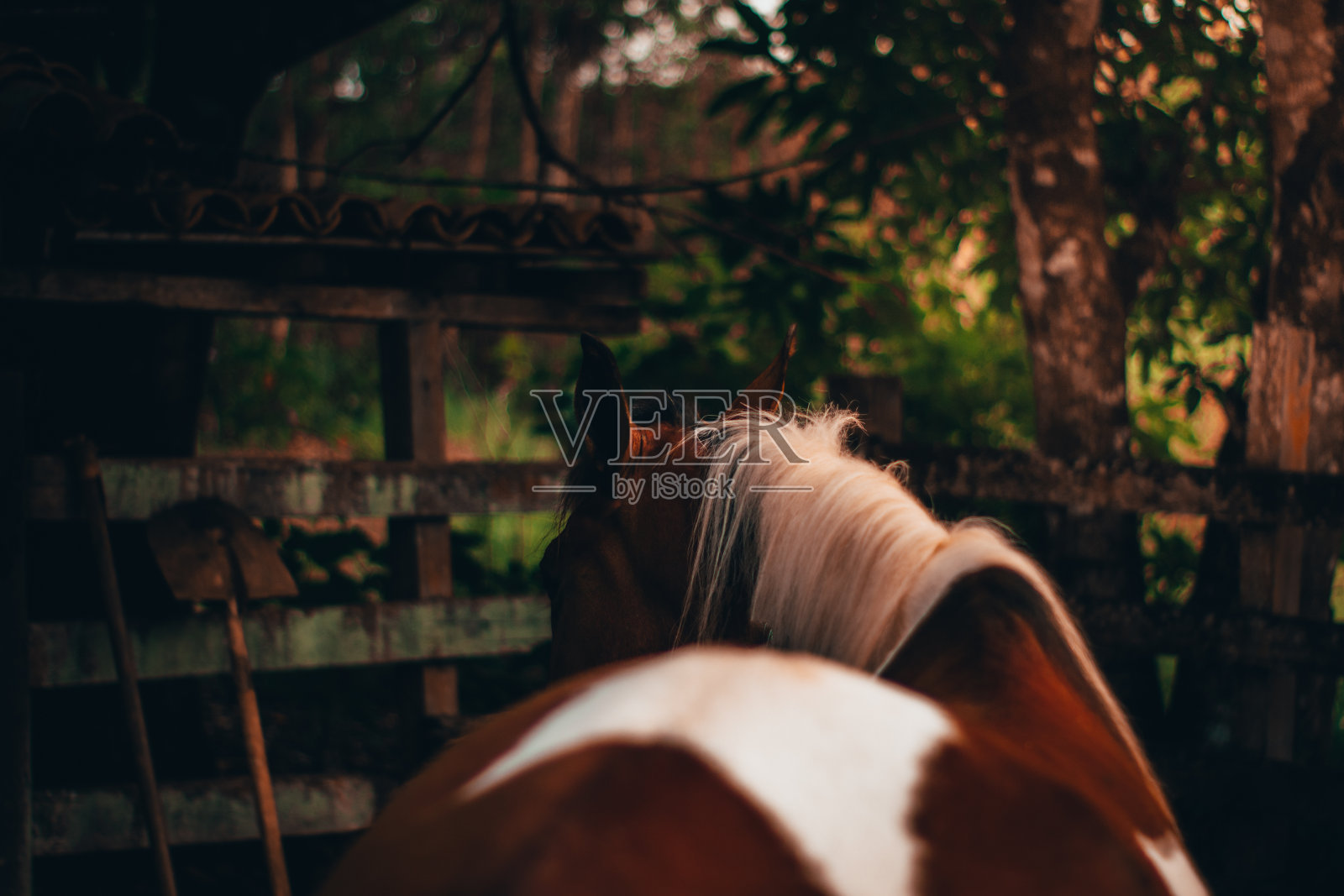 夏季的棕色白马照片摄影图片