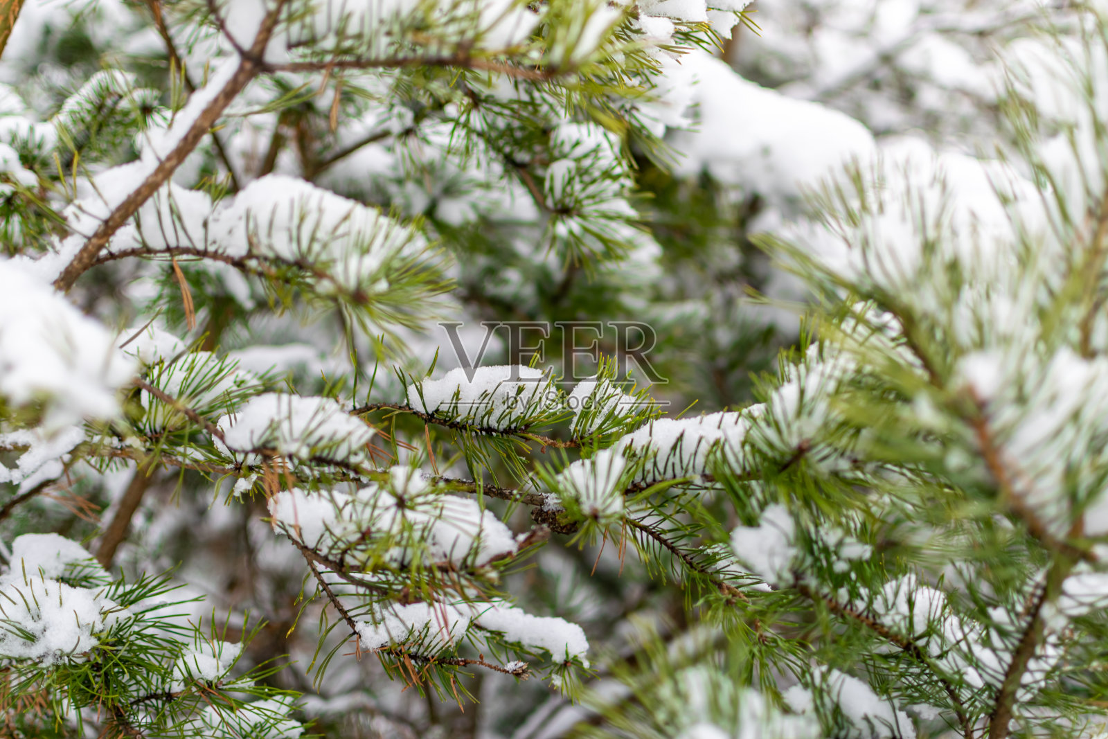 积雪的冬季森林，有高大的松树和美丽的积雪针叶树。照片摄影图片