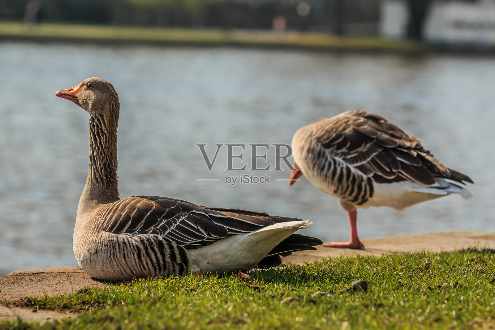 阳光下的绿色草地上，头直立的加拿大鹅和埃及鹅照片摄影图片