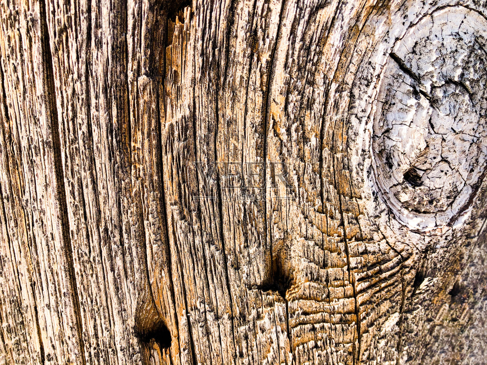 树干的特写照片摄影图片