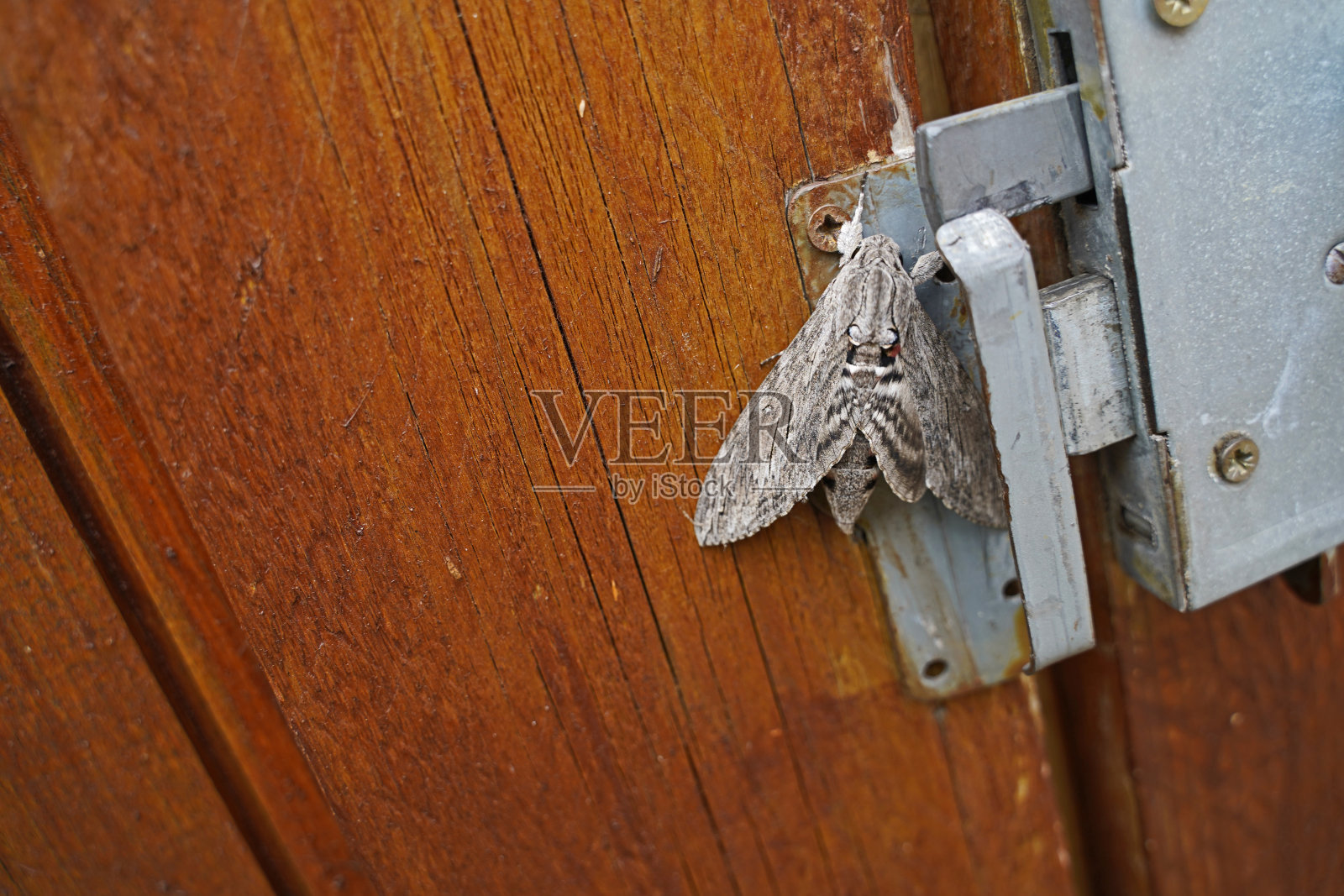 农场门口有灰蛾照片摄影图片