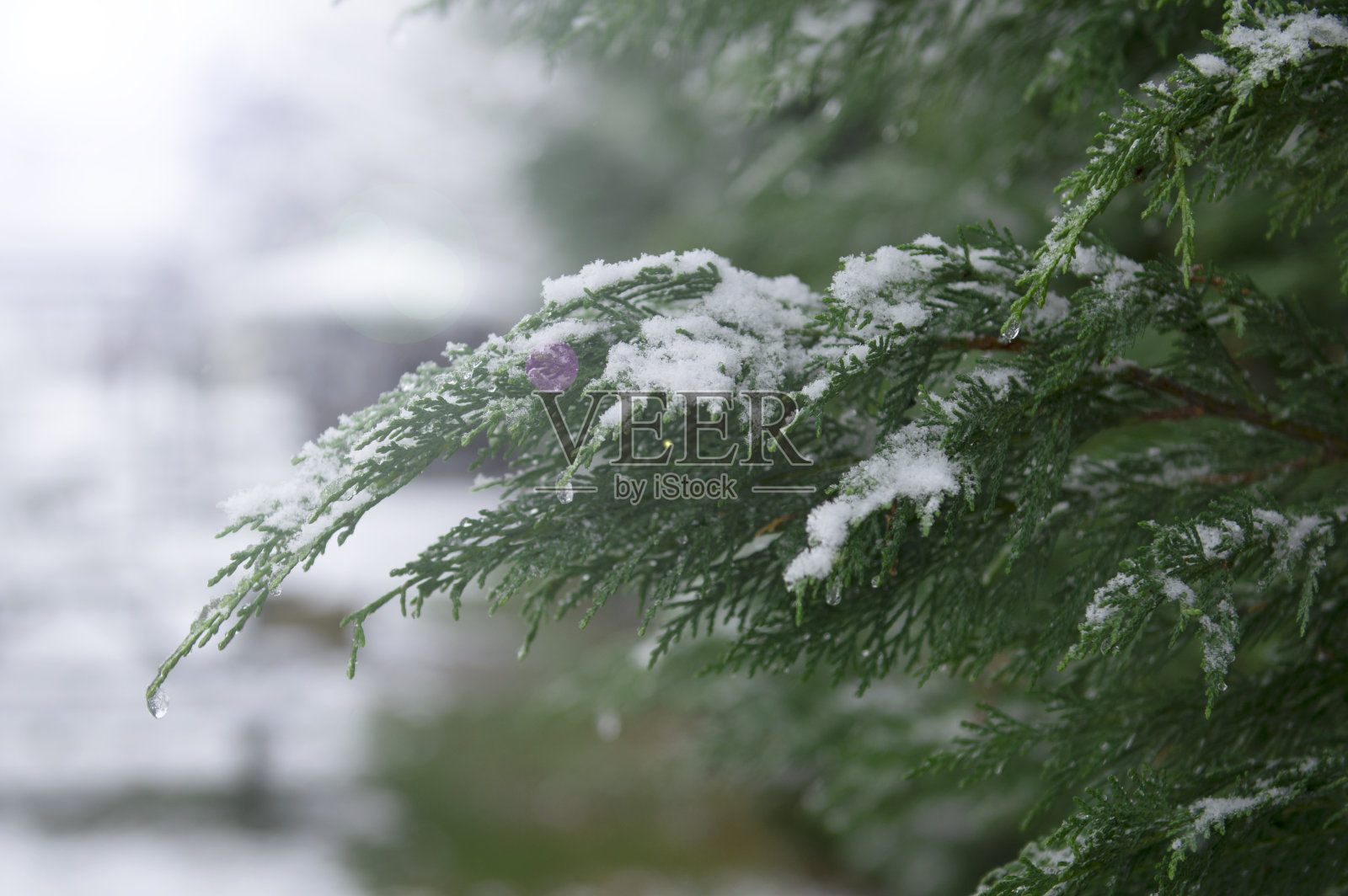 白雪覆盖的松枝。冬天的背景。照片摄影图片