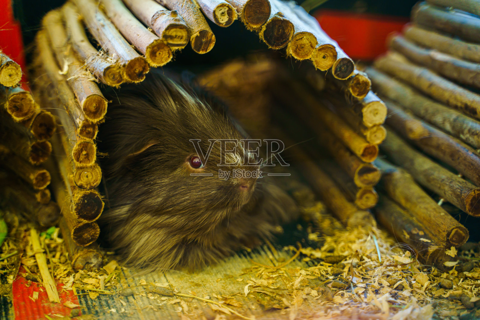 棕色豚鼠的肖像。照片摄影图片