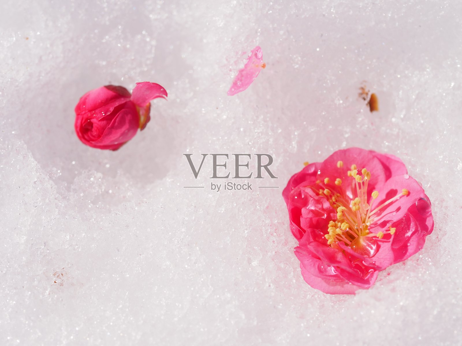 雪上的梅花。照片摄影图片