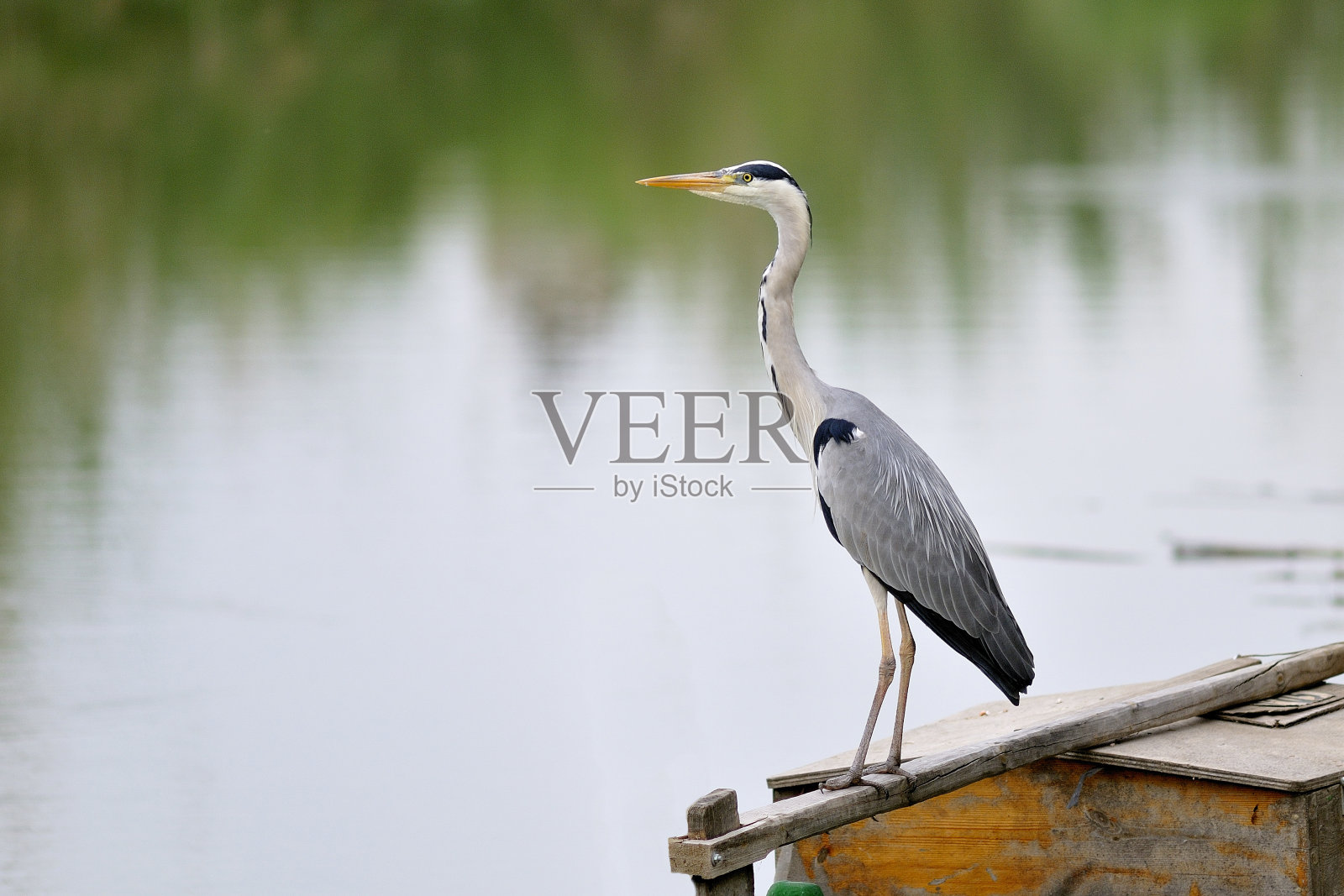 加尔萨·皇马在西班牙巴伦西亚的一艘船上。照片摄影图片