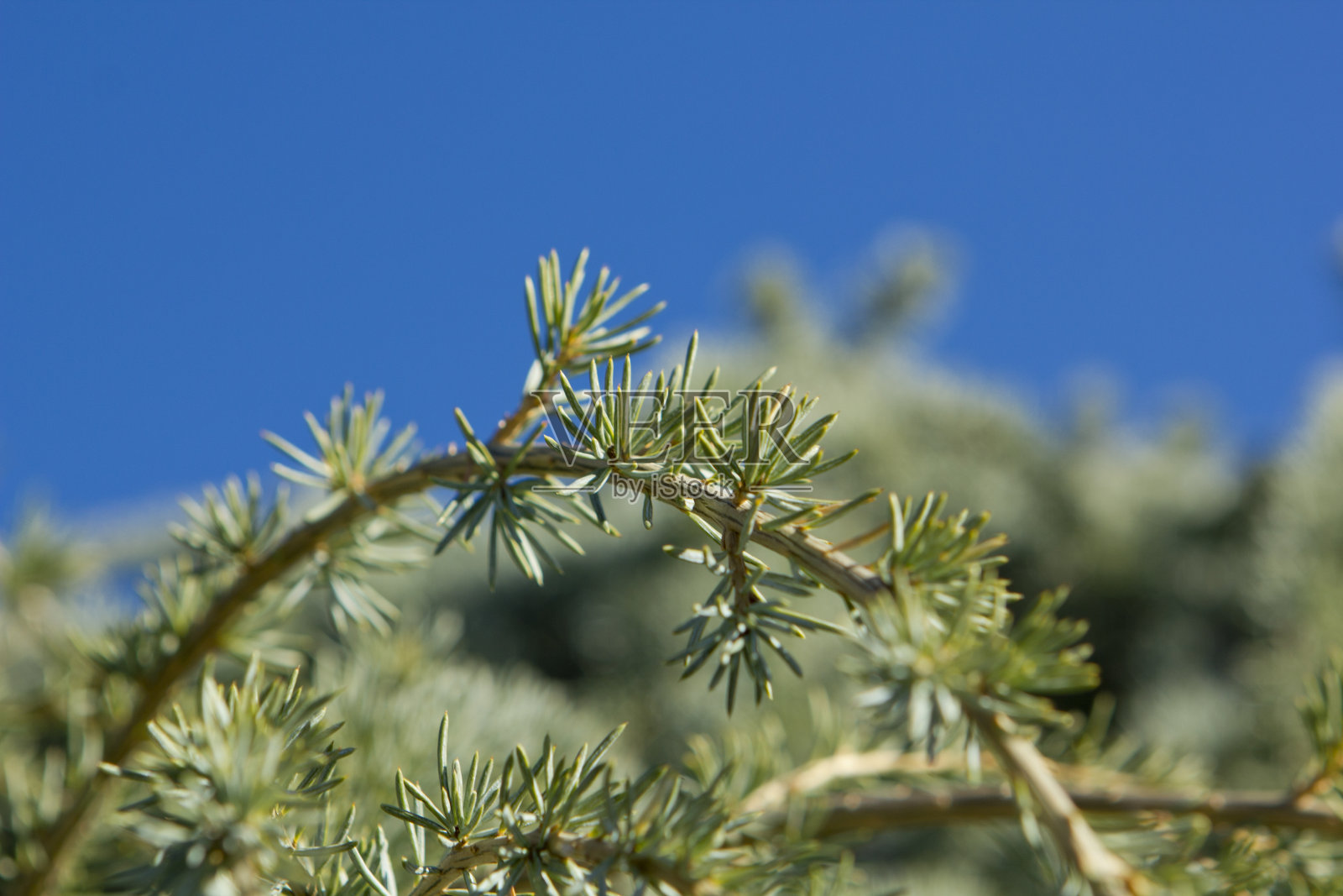 针叶树照片摄影图片