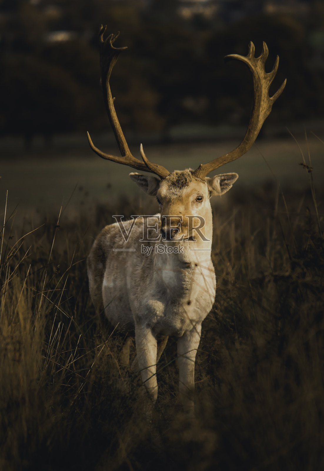 里士满公园鹿照片摄影图片