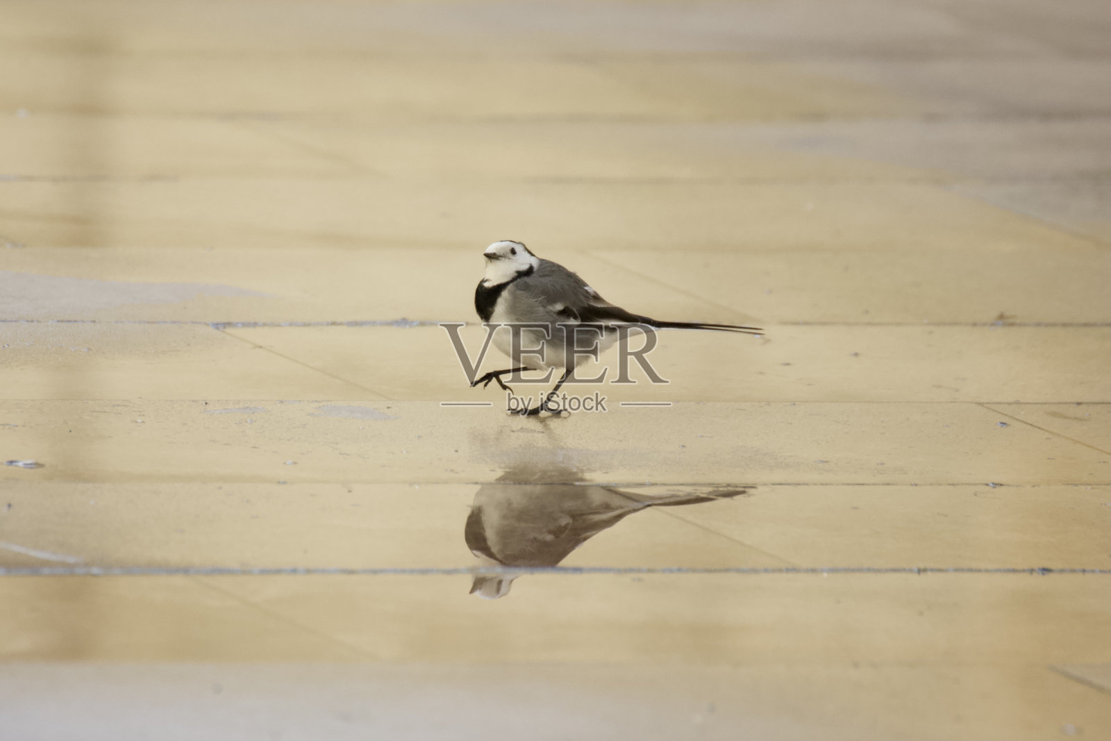 白鹡鸰照片摄影图片