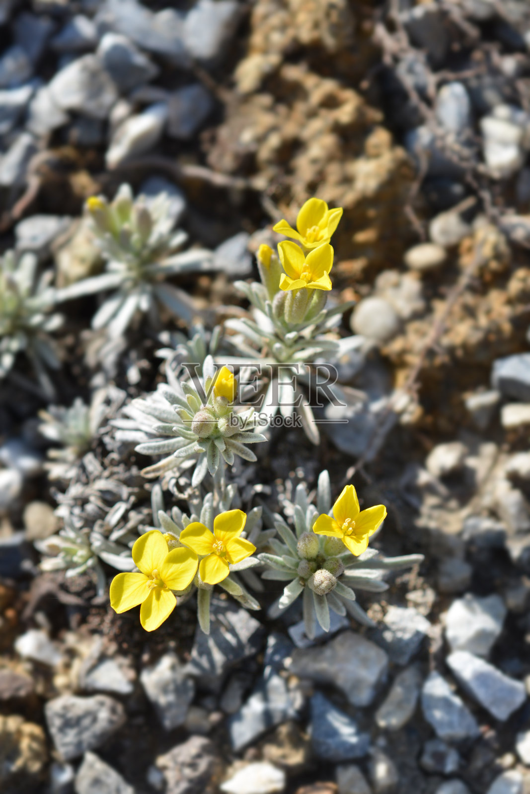 维利比特·德吉尼亚 - 维基百科照片摄影图片