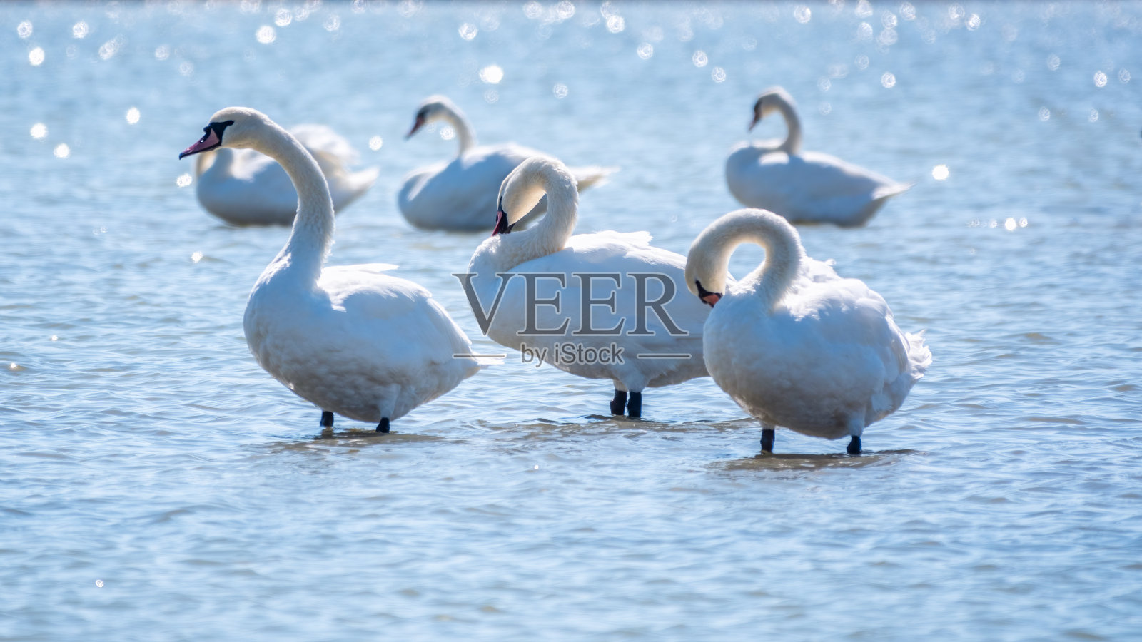 优美的白天鹅在湖里游泳，天鹅在野外照片摄影图片