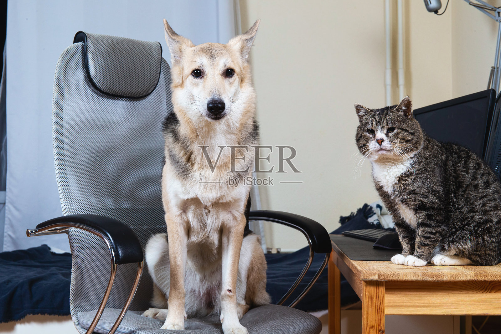 狗坐在椅子上看着坐在桌子上的猫照片摄影图片