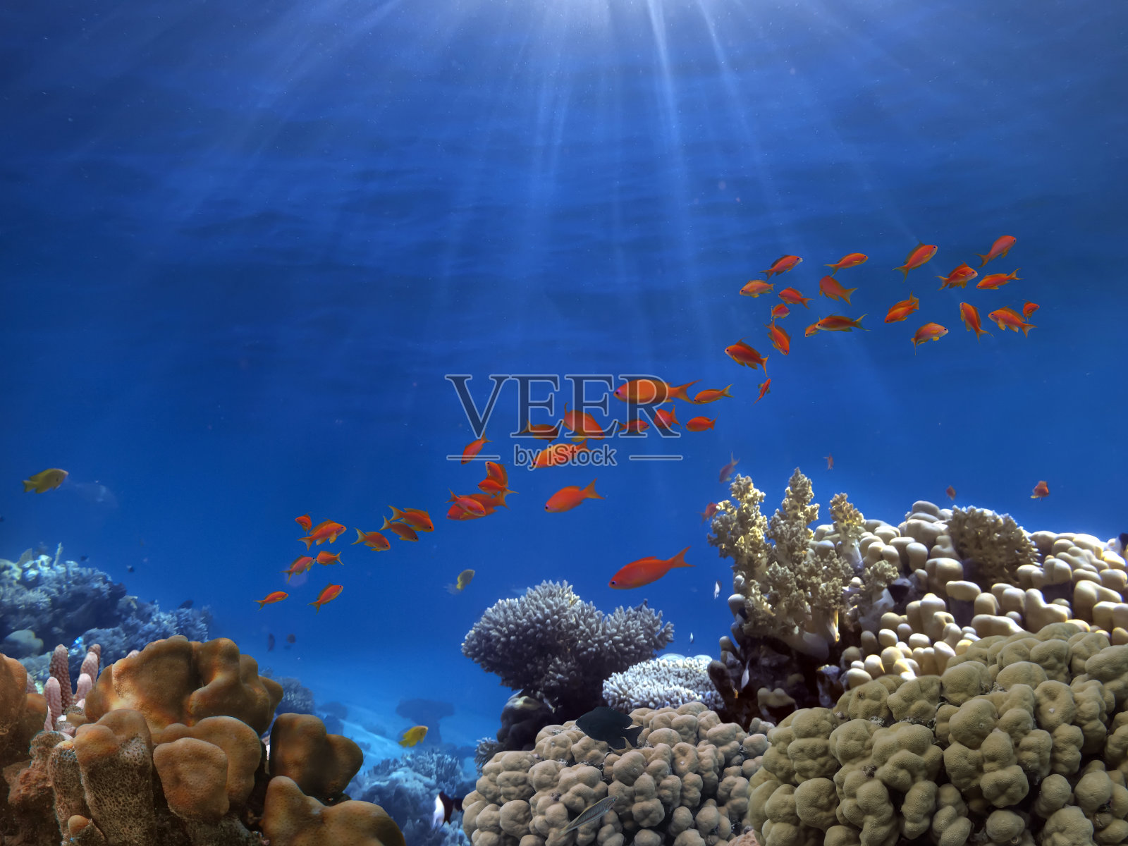 阳光下的热带鱼珊瑚礁生态系统，红海照片摄影图片