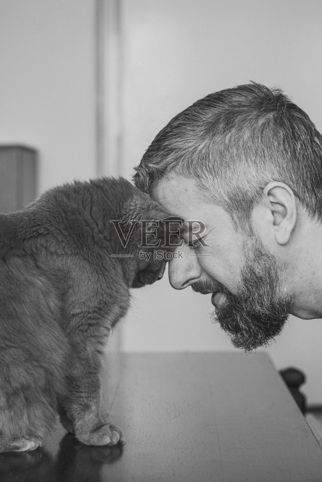 和查特鲁猫正面交锋照片摄影图片