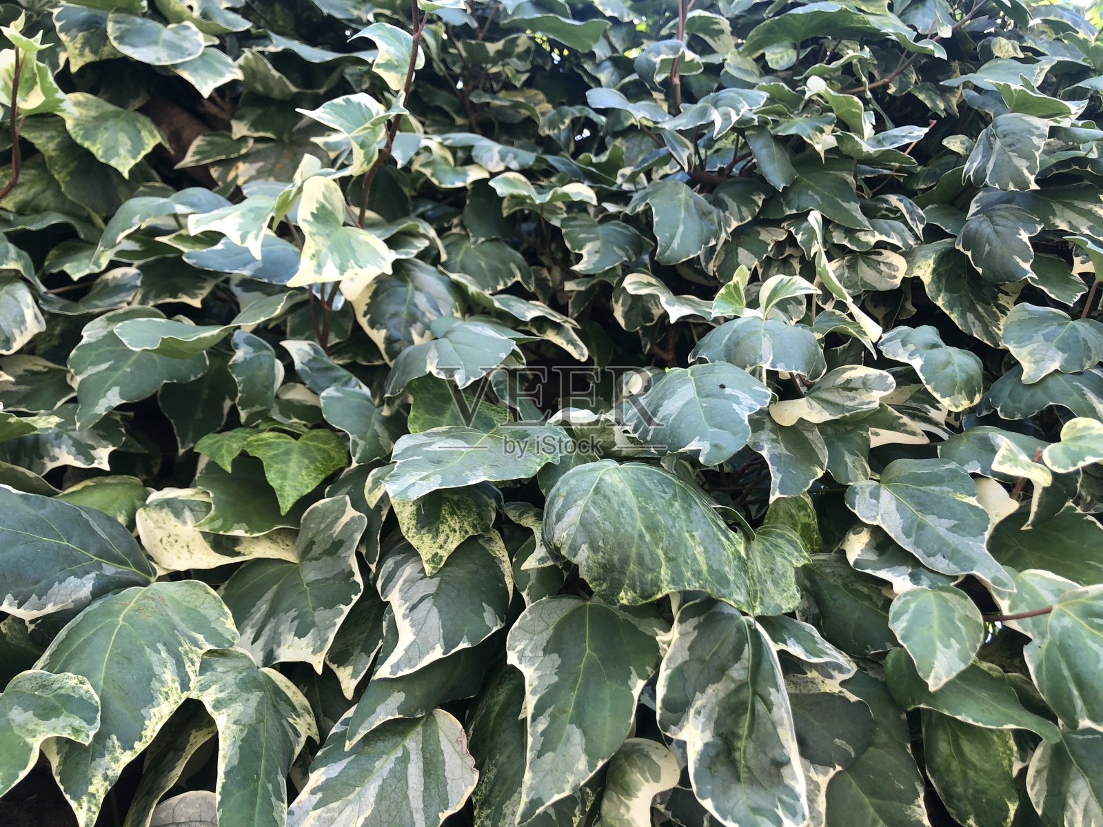 绿叶带有白色斑点的攀缘植物。照片摄影图片