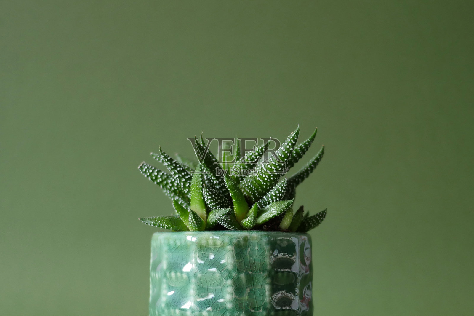 仙人掌头在中间的绿色花盆照片摄影图片