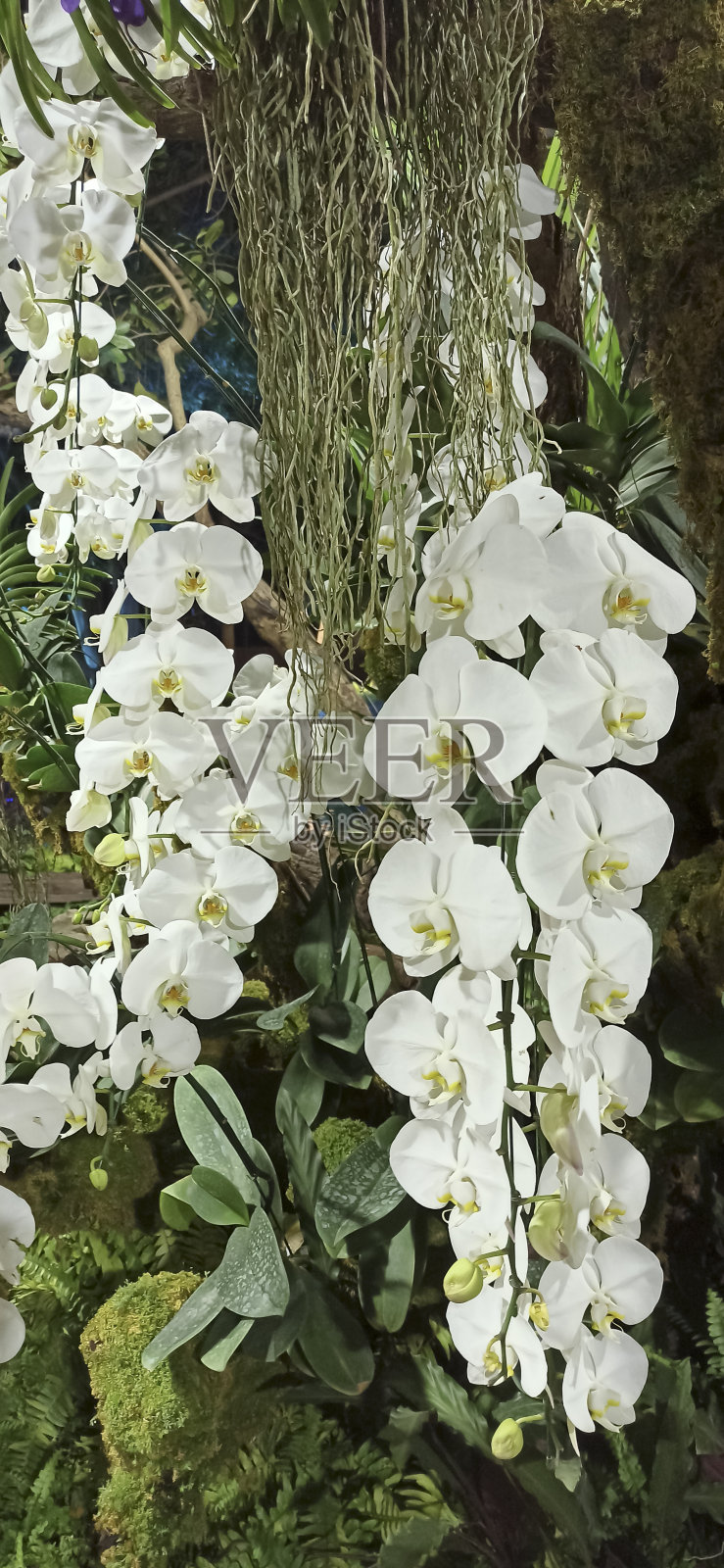 花园里有白色的花照片摄影图片