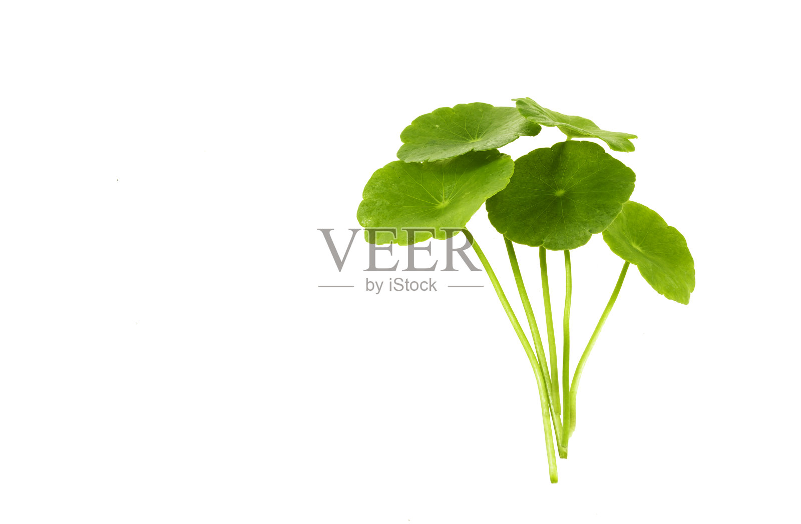 戈图科拉照片摄影图片