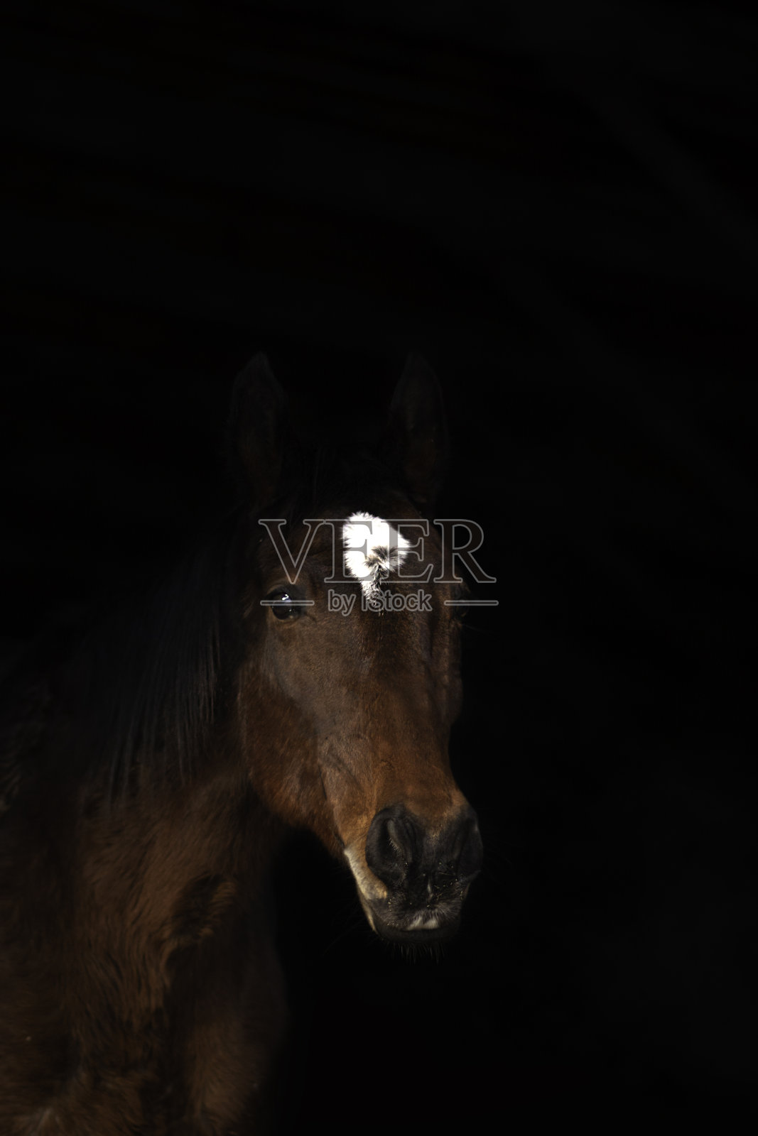 马的画像照片摄影图片