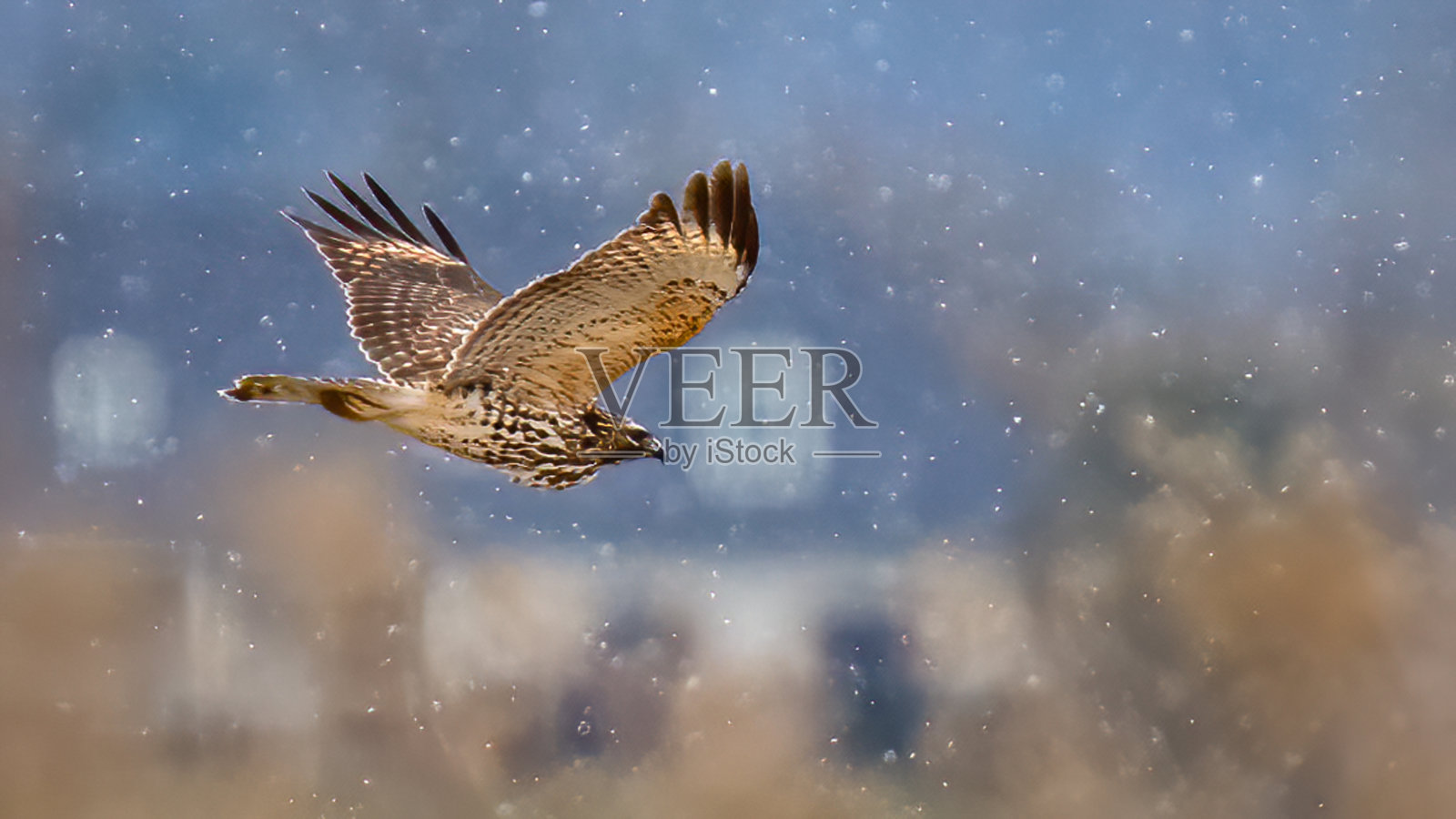 北鹞鹰在飞行中照片摄影图片