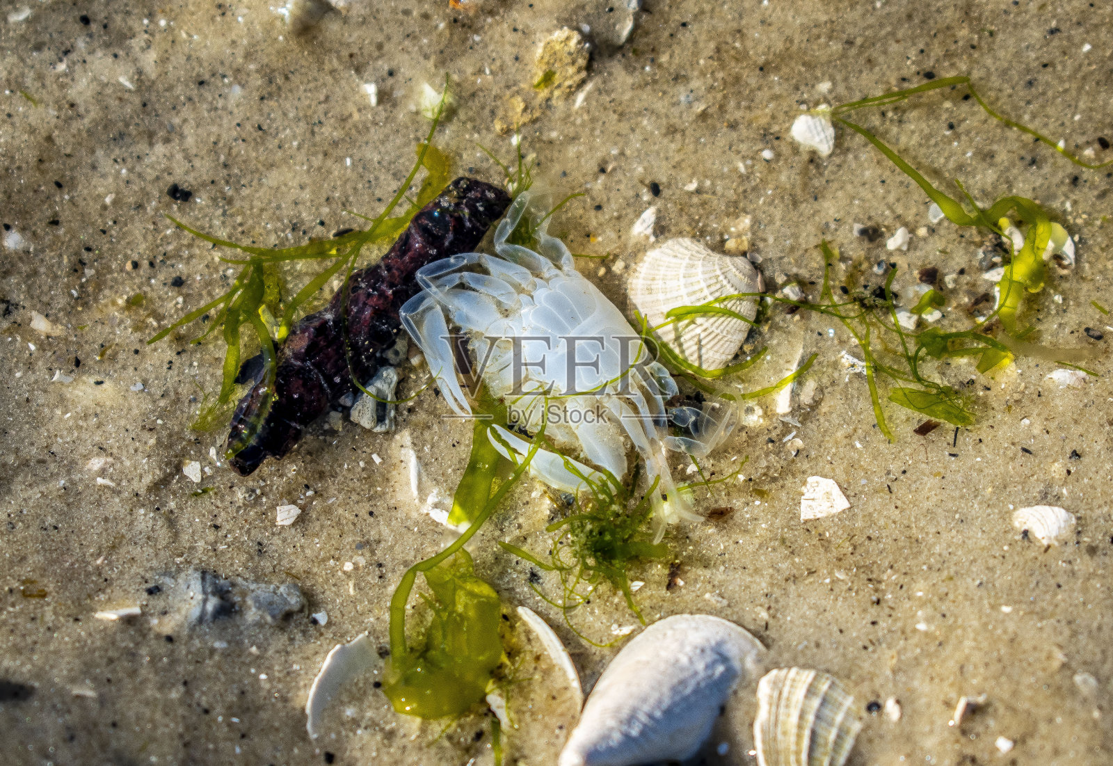 白蟹照片摄影图片