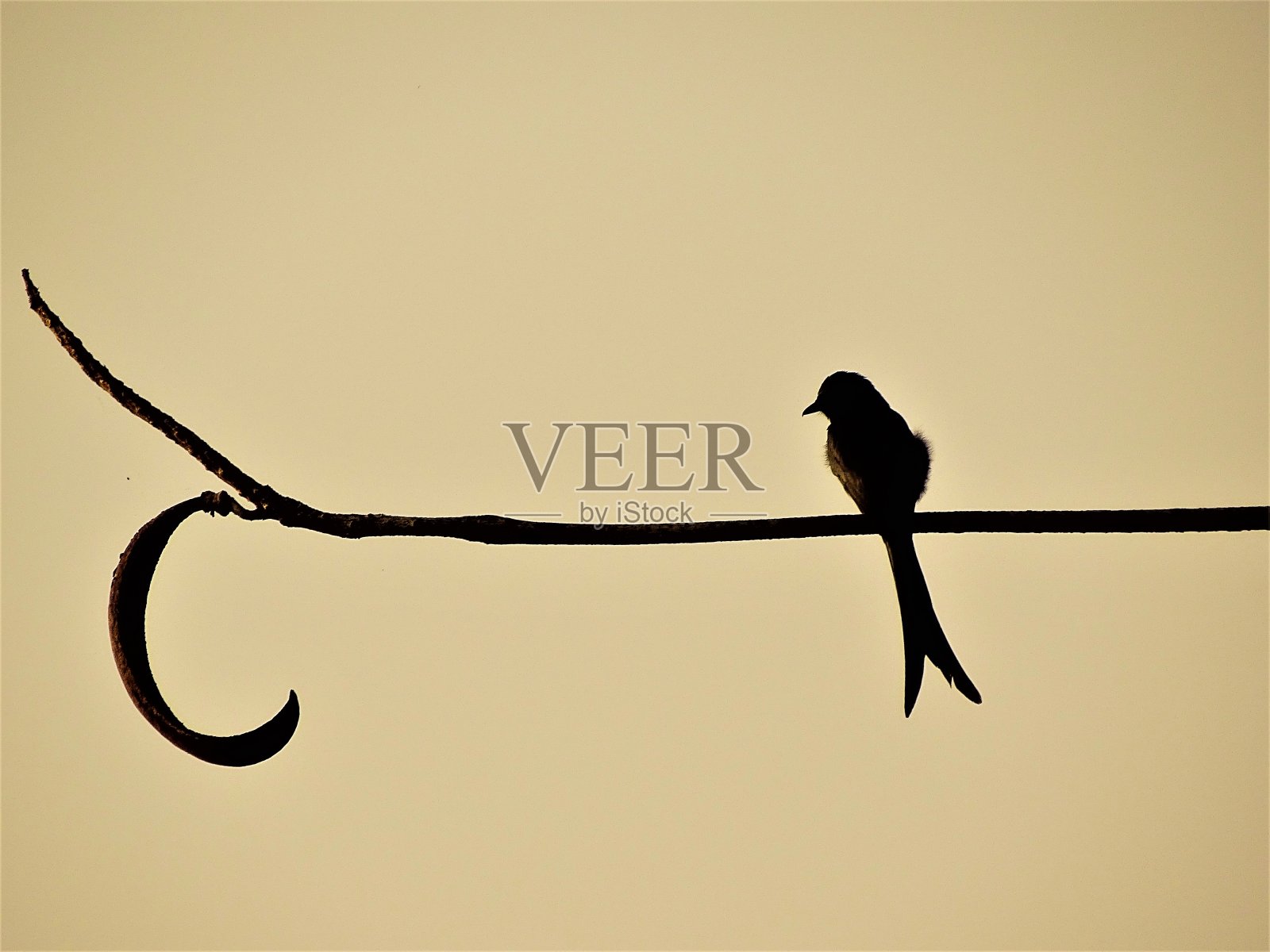 鸟在树枝照片摄影图片