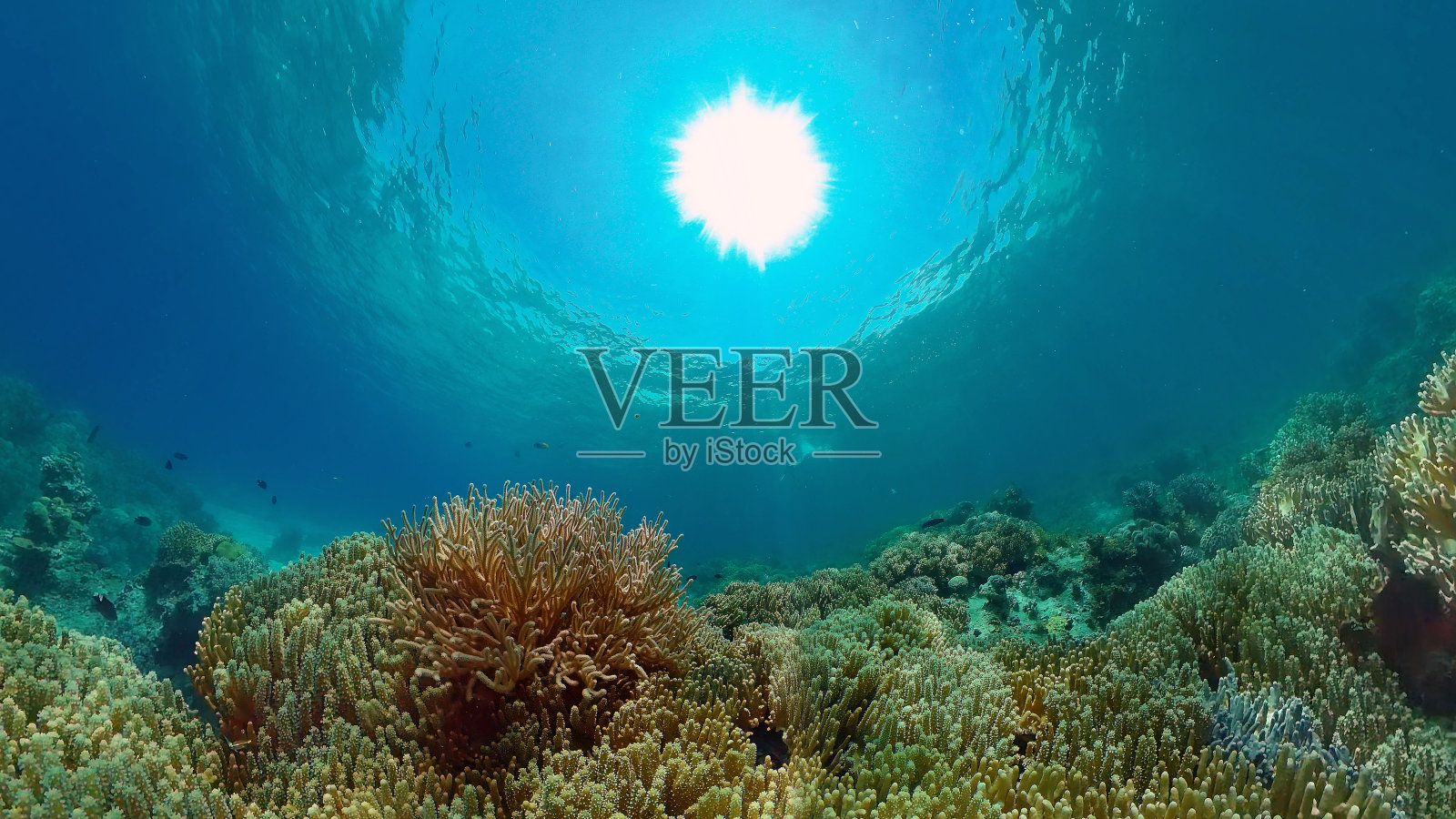 珊瑚礁和水下的鱼。菲律宾照片摄影图片