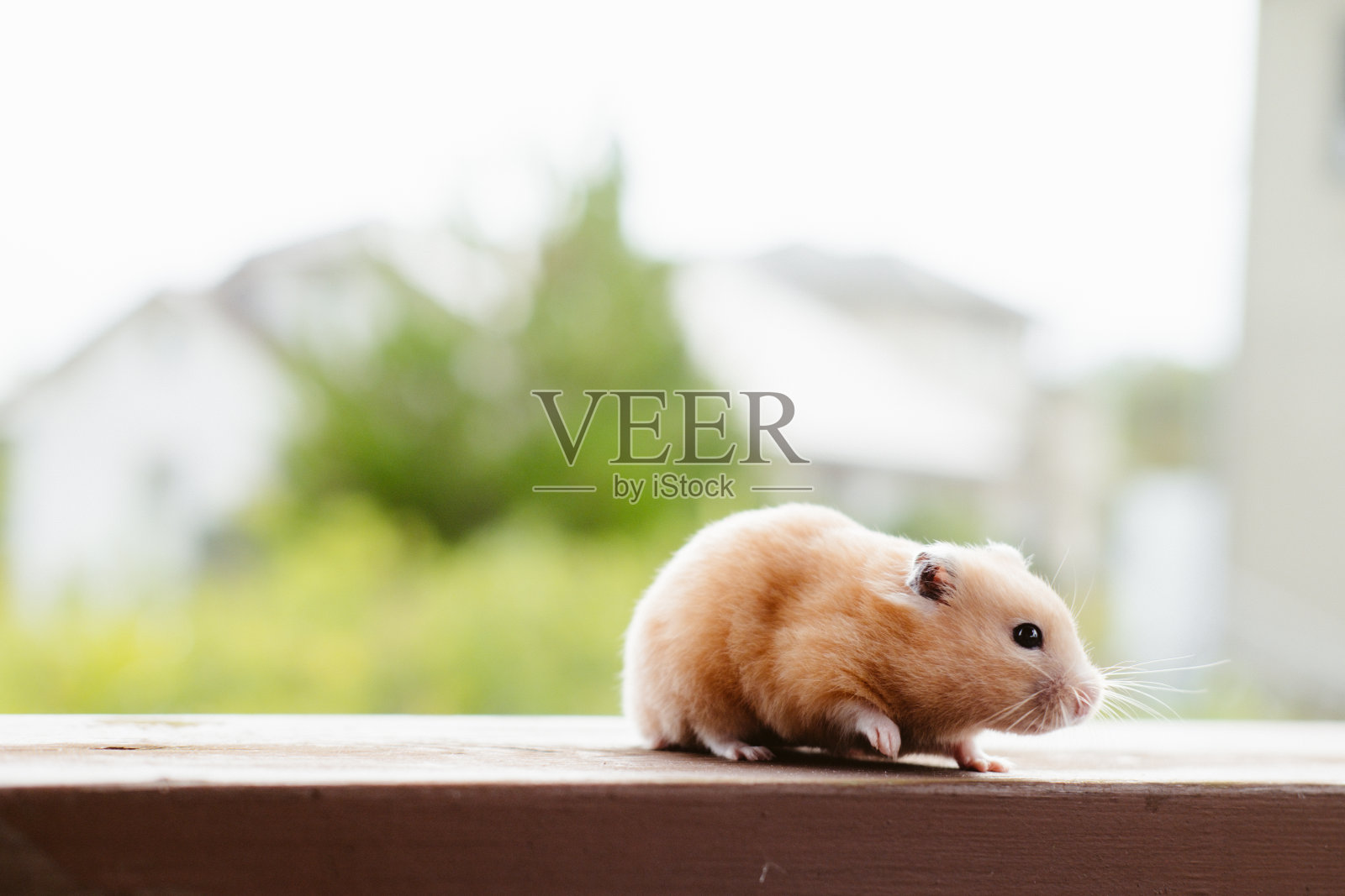 可爱的仓鼠照片摄影图片