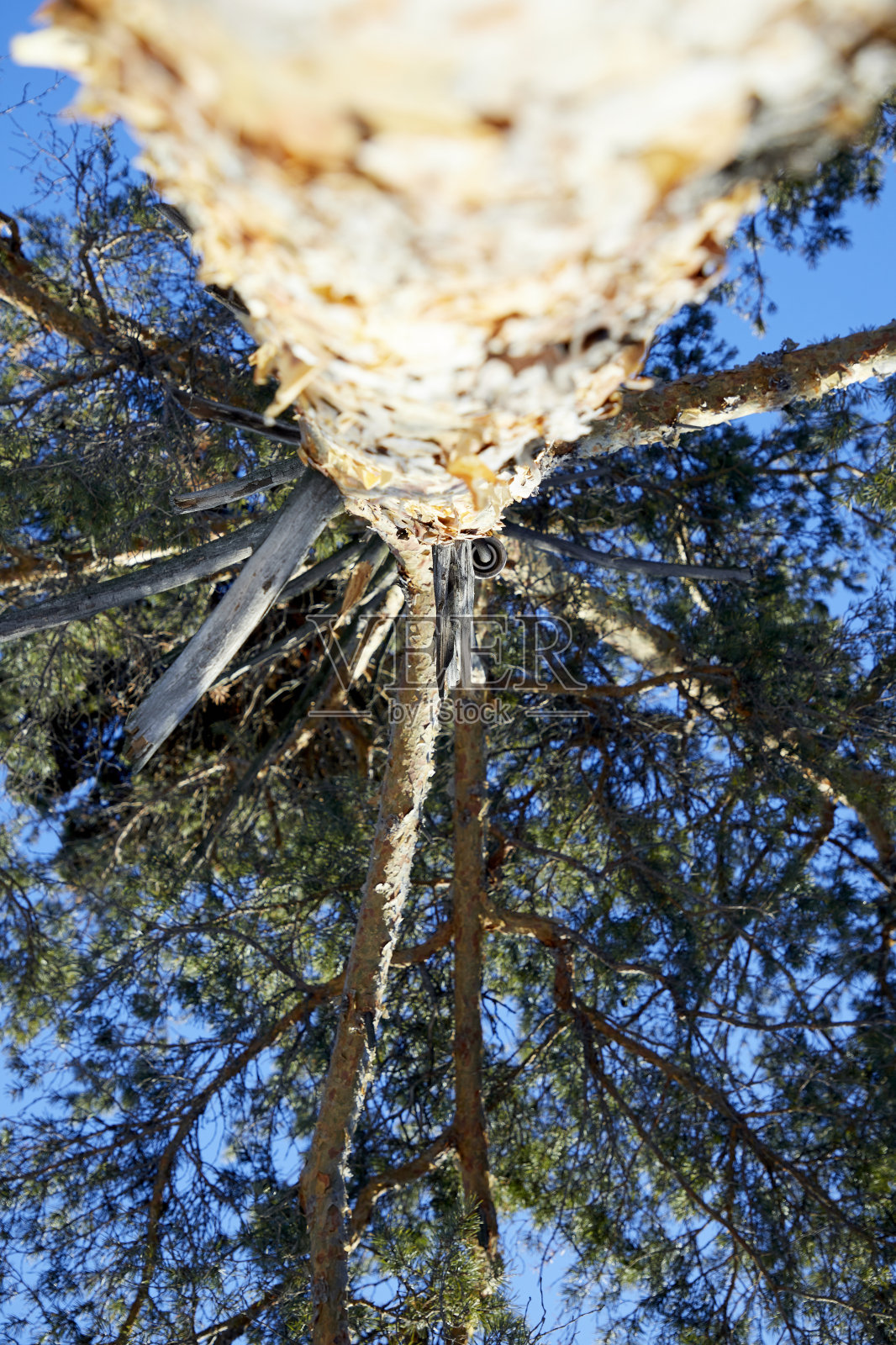 冬季森林中松树底部视图的选择性焦点照片摄影图片