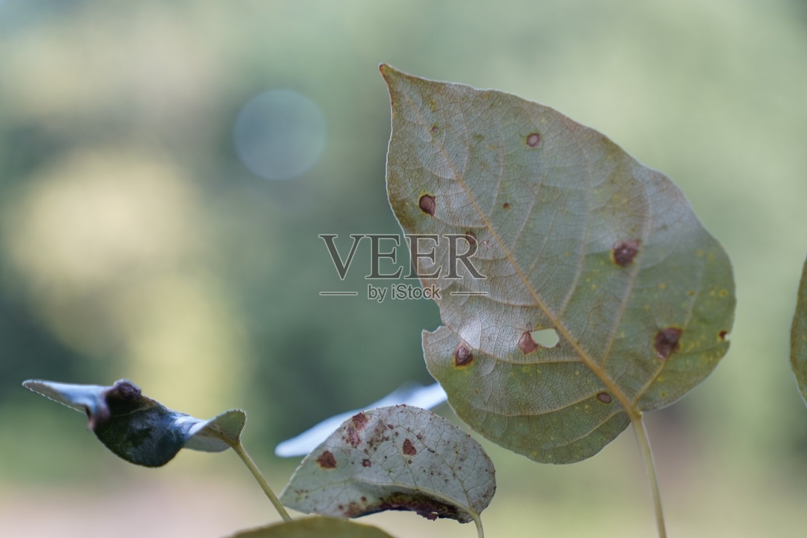 叶子向左倾斜照片摄影图片