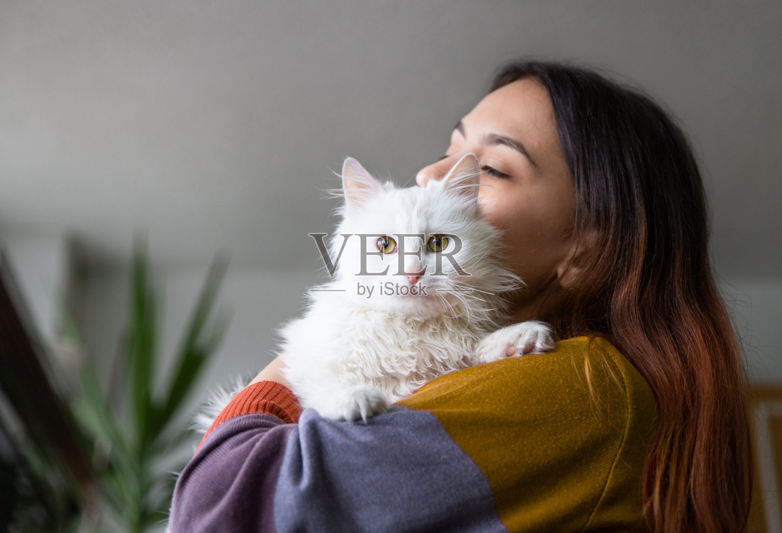 白色毛茸茸的猫照片摄影图片