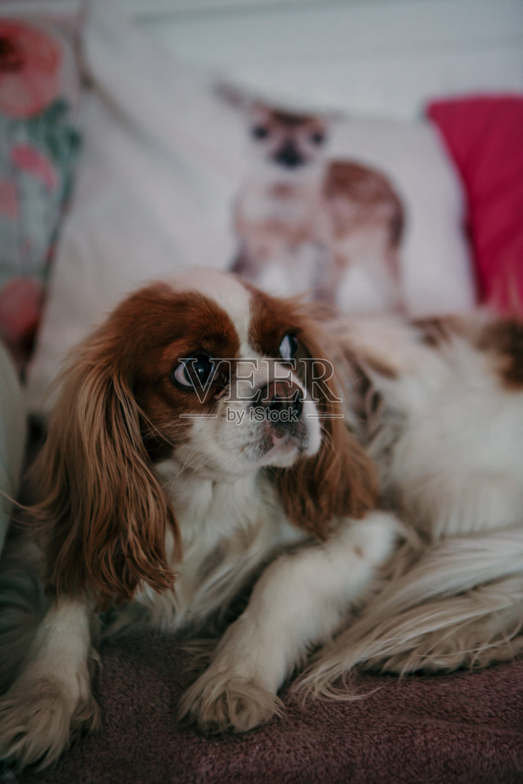 狗在一边照片摄影图片