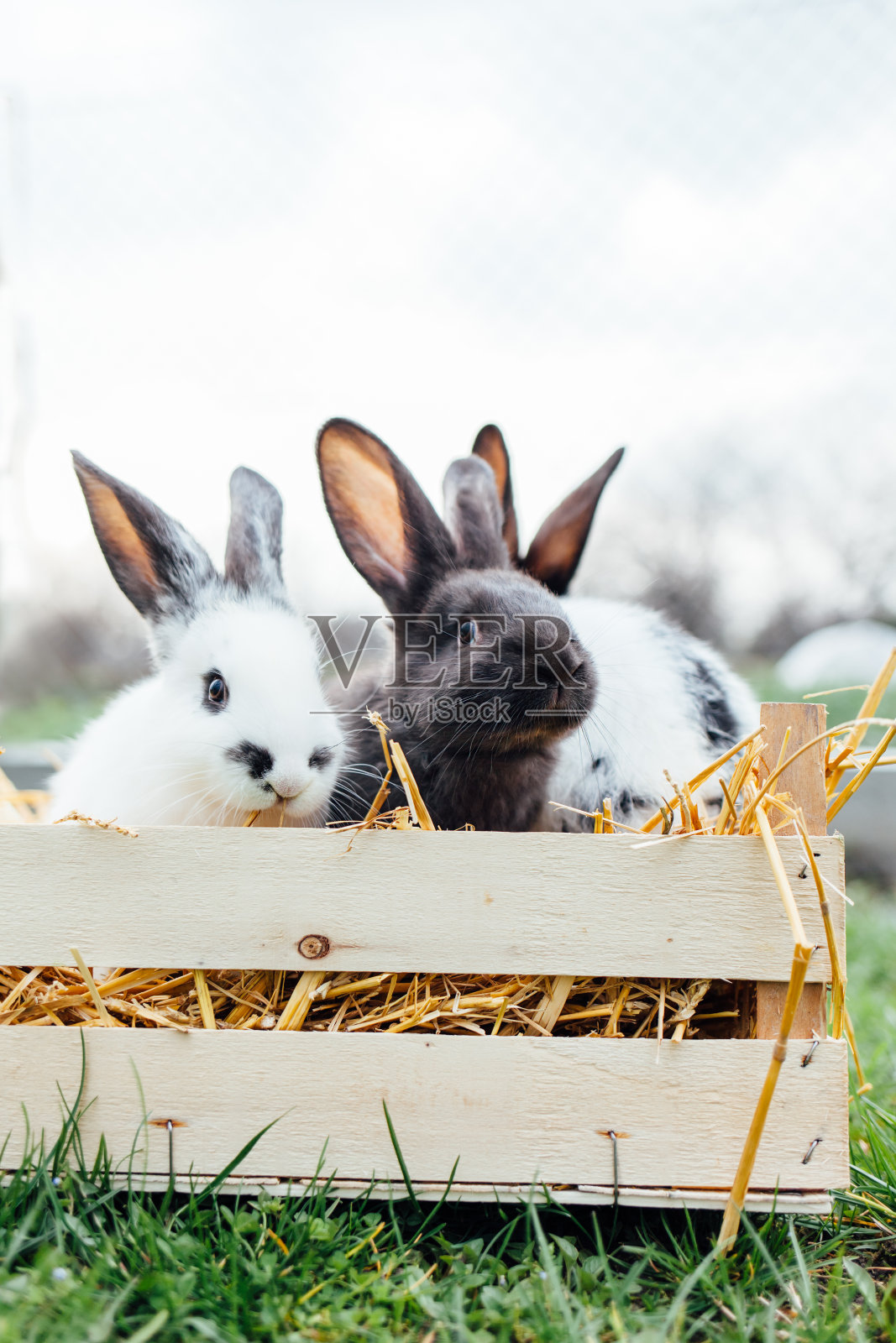 小兔子在木篮子里照片摄影图片