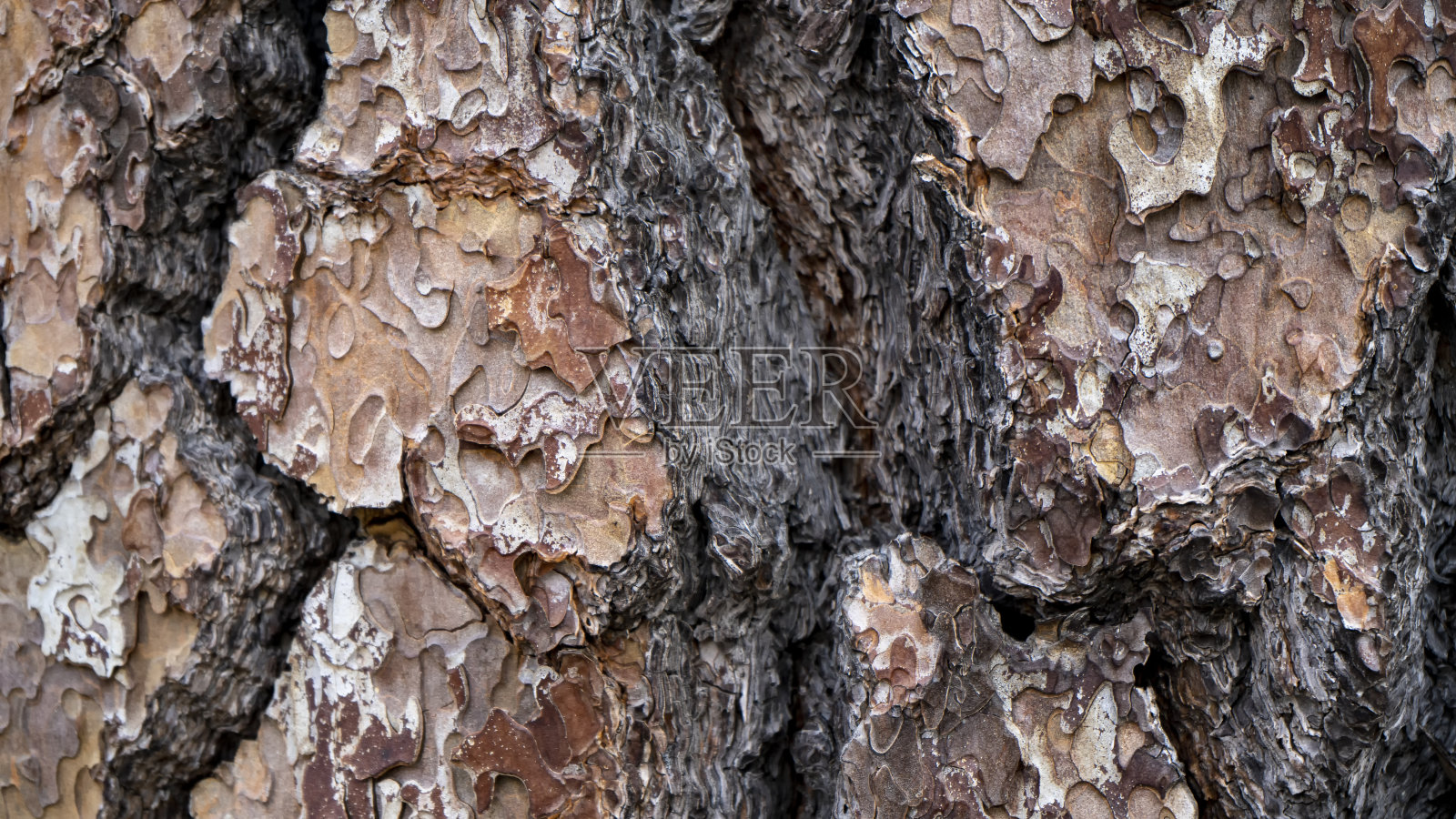 松树树皮的特写照片摄影图片