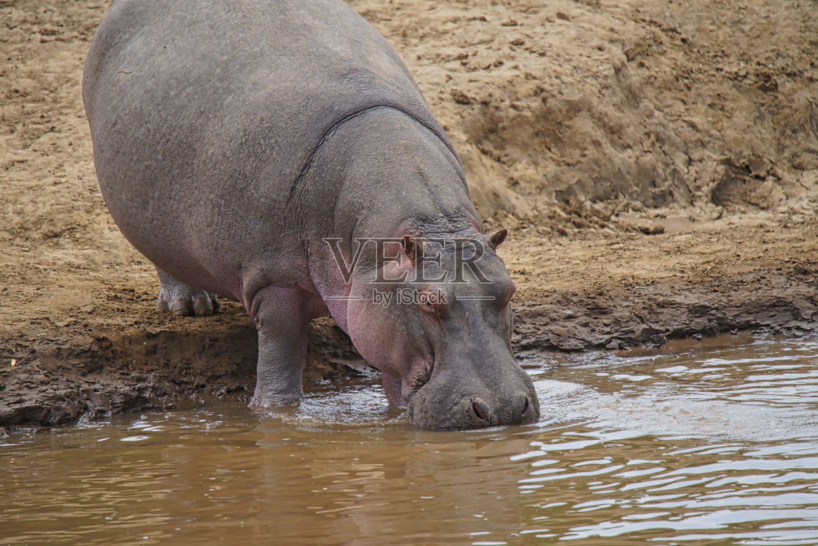 一只河马站在河边喝水。照片摄影图片