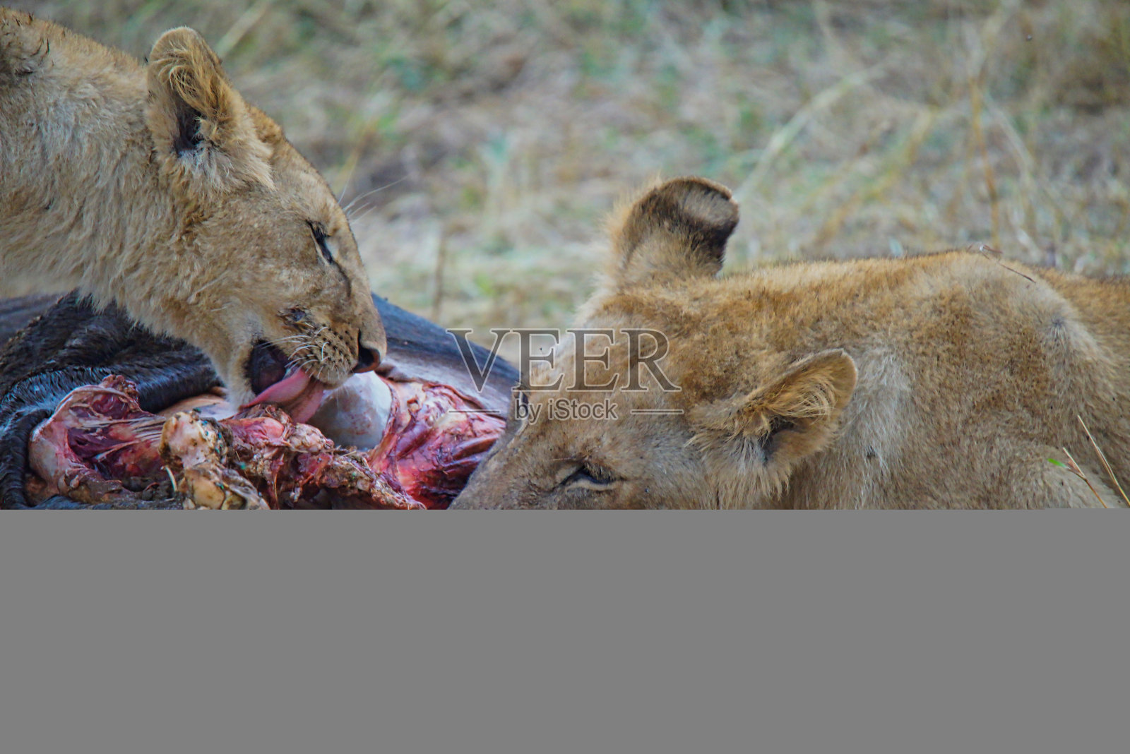 两只狮子在草地上，咬着带血的猎物。照片摄影图片