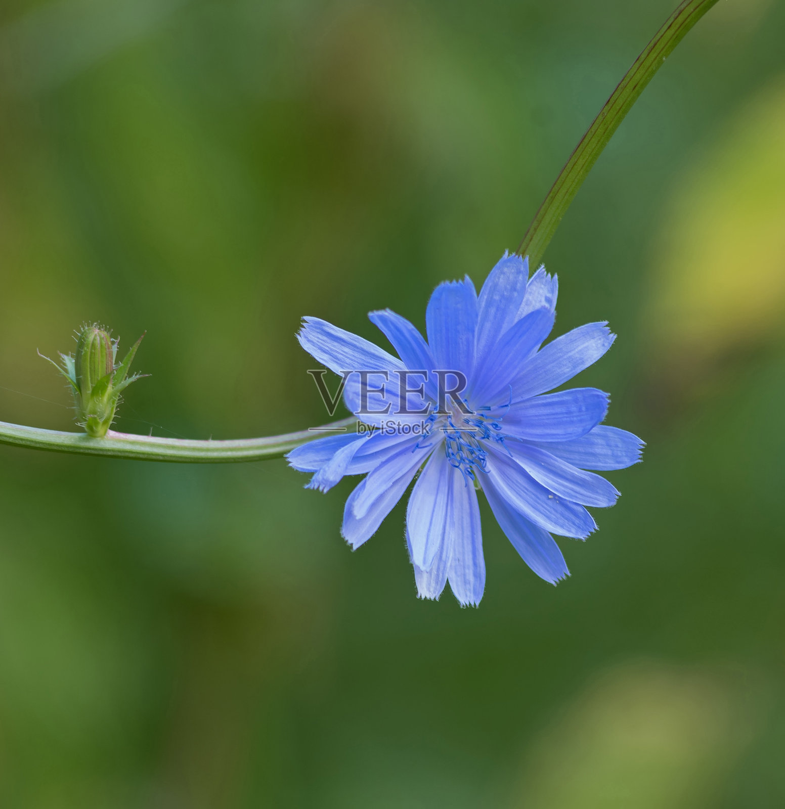 药用植物。模糊的背景上有菊苣花。照片摄影图片