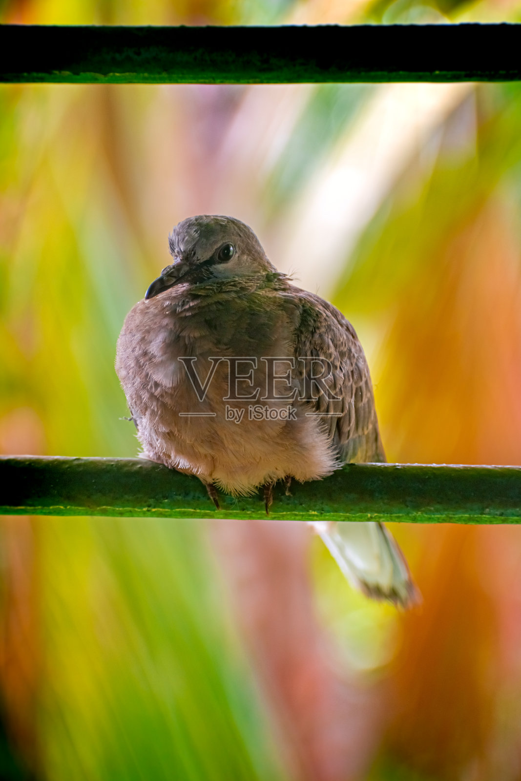 美丽的印度哀鸽(Zenaida macroura)坐在镇上房子的窗户上。卡罗莱纳鸽子的自然栖息地在森林中模糊，明亮的光线环境背景。照片摄影图片