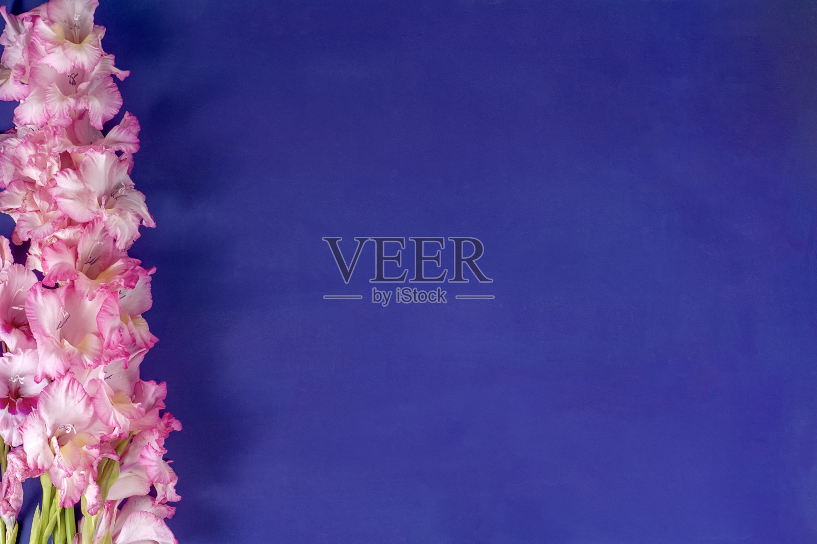 剑兰粉，矢车菊蓝照片摄影图片