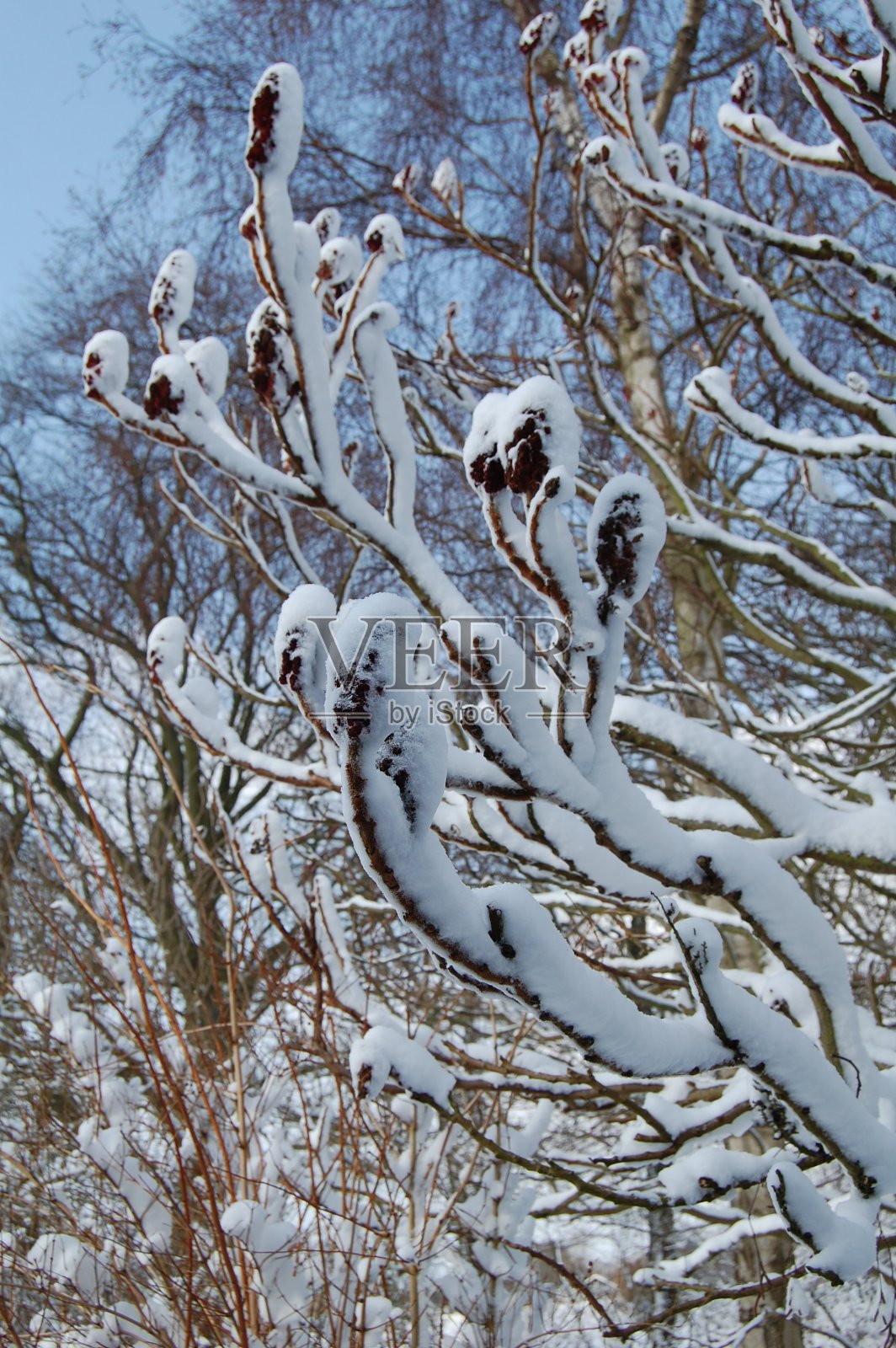 靠近鹿角漆树的树枝，花被雪和阳光覆盖。照片摄影图片
