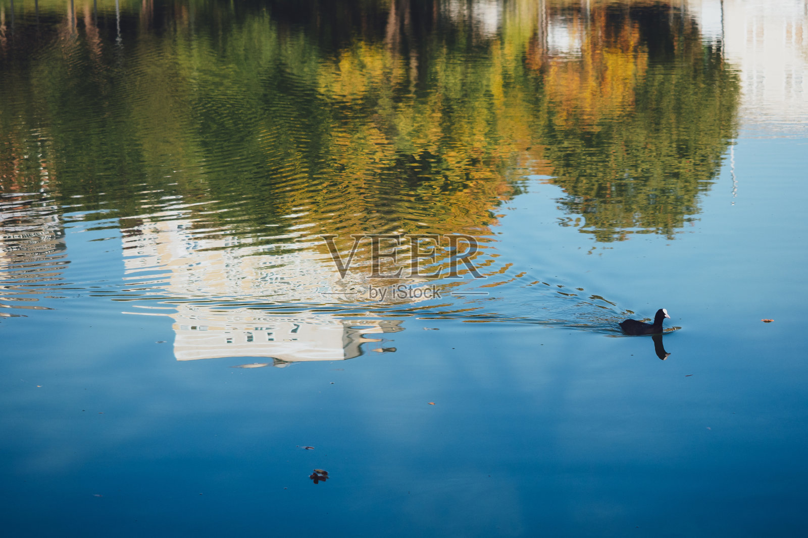 鸭子在城市池塘里游泳。城市在水中的倒影和鸭子的剪影。城市动物照片摄影图片