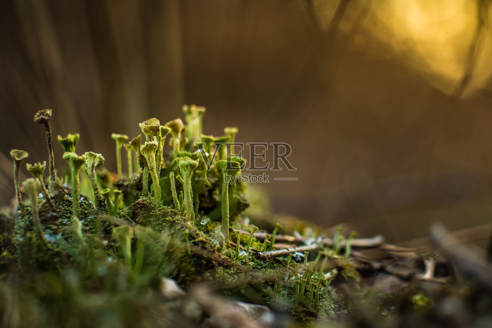 这是春天在森林地面上生长的小地衣的美丽特写。景深较浅的自然景观。照片摄影图片