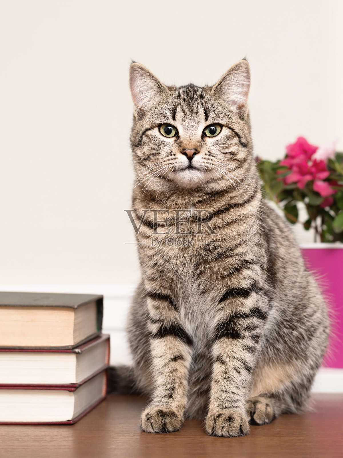 虎斑猫坐在桌子上用书本垂直拍摄照片摄影图片